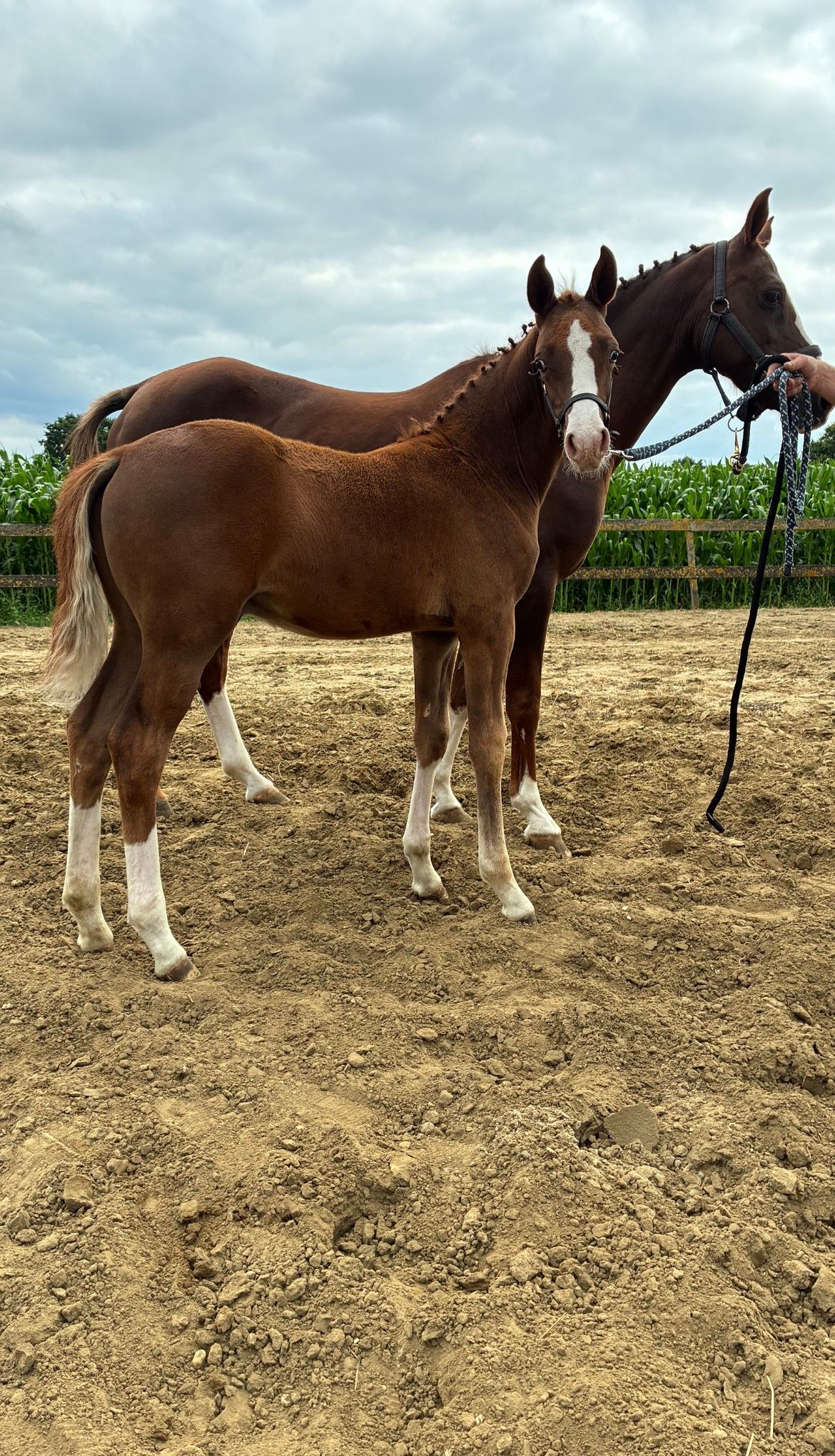 nrps dressuurpony hengst 0 Jahre alt vos zu verkaufen - Foto 2