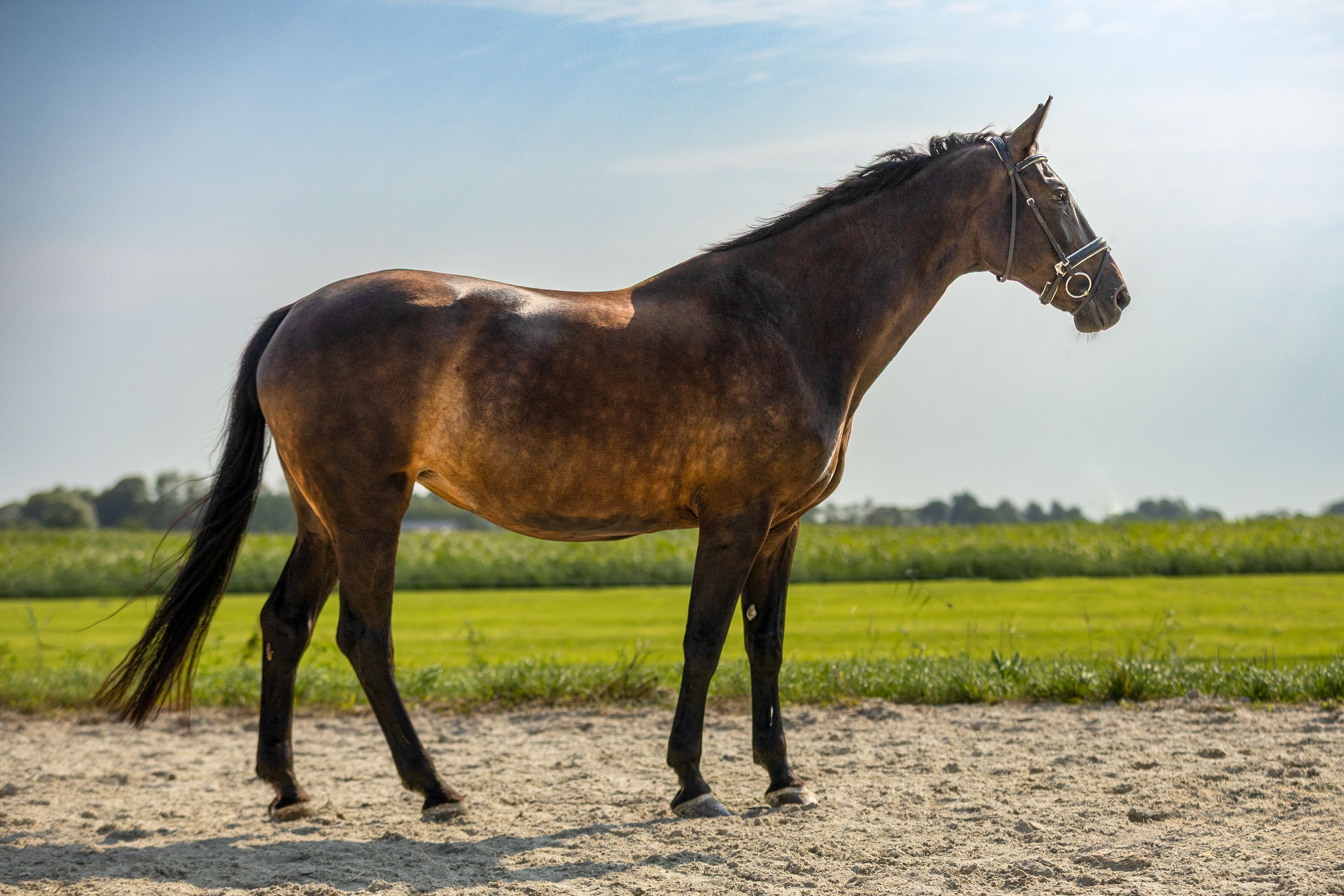 kwpn recreatie-paard merrie 13 jaar donkerbruin te koop - Foto 3