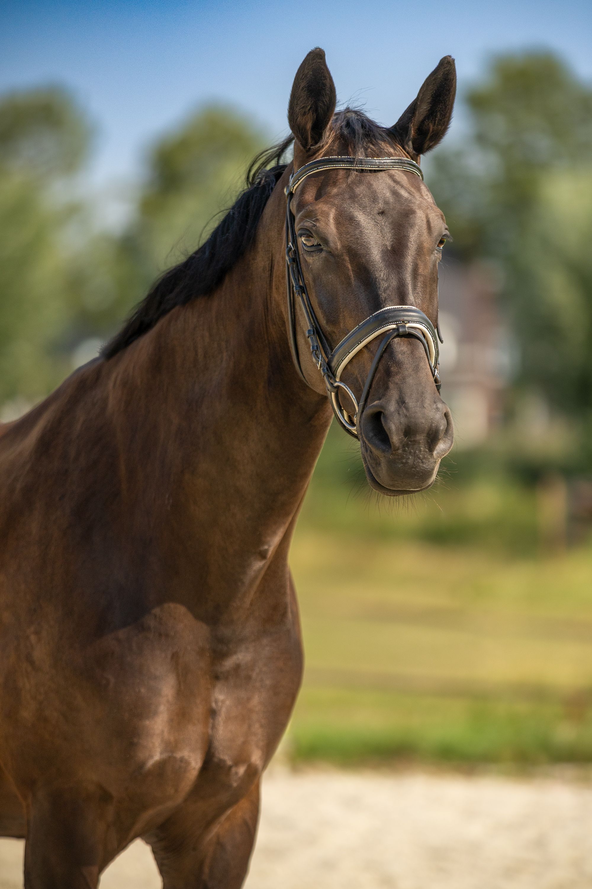 Recreatieve 13 jarige merrie te koop