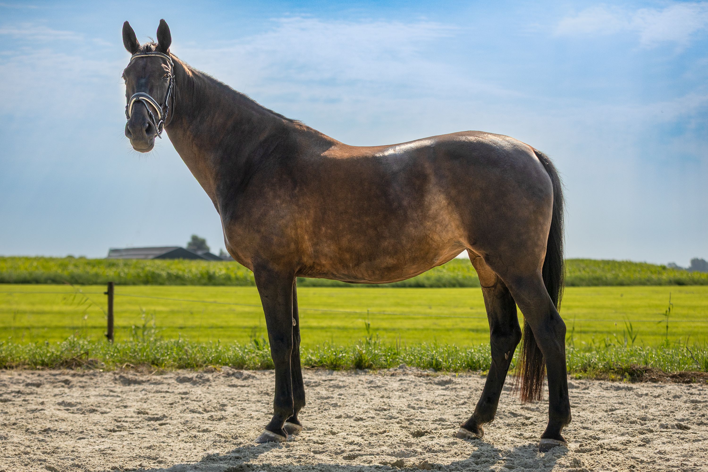 kwpn recreatie-paard merrie 13 jaar donkerbruin te koop - Foto 5