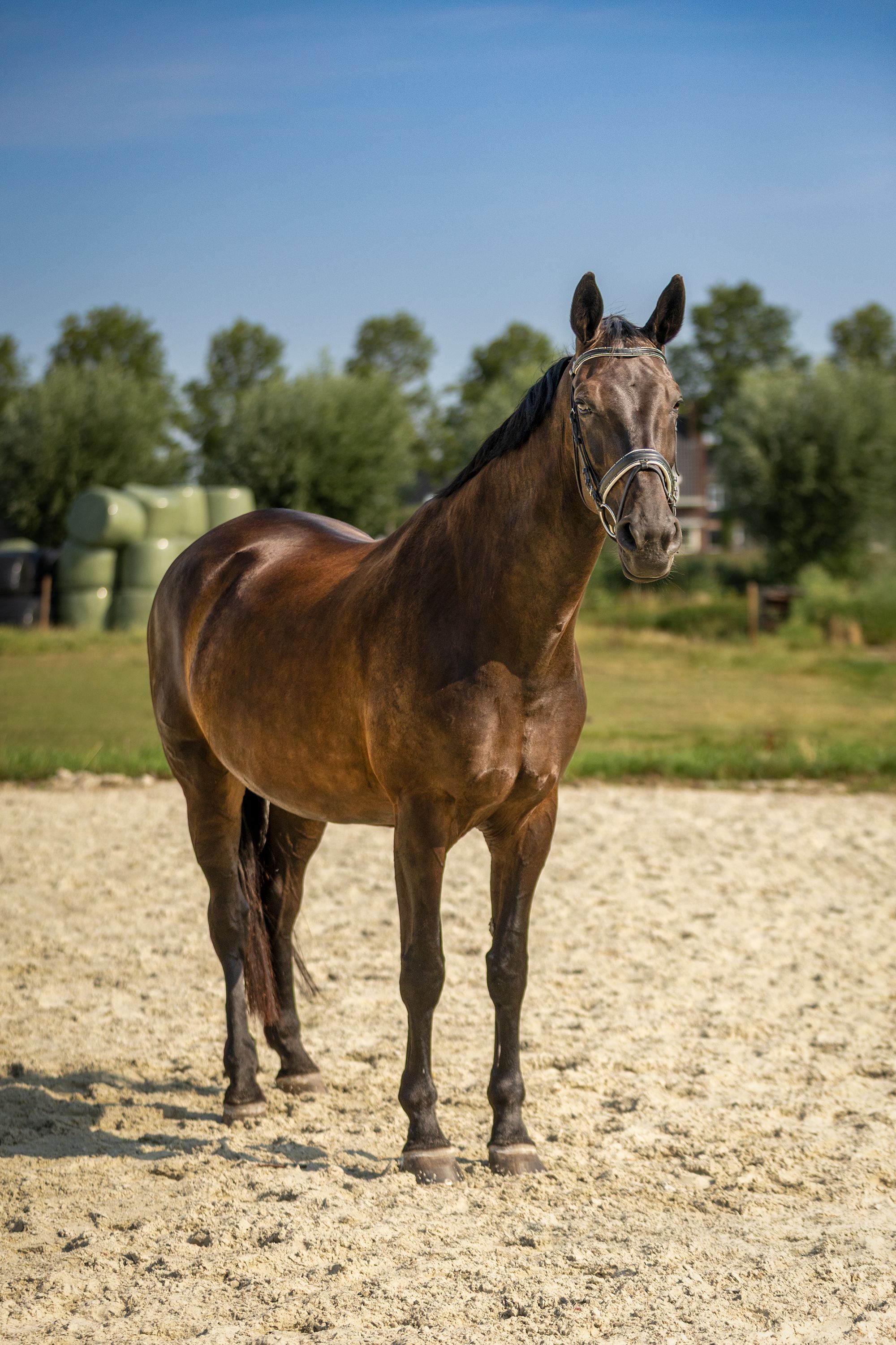 kwpn recreatie-paard merrie 13 jaar donkerbruin te koop - Foto 2