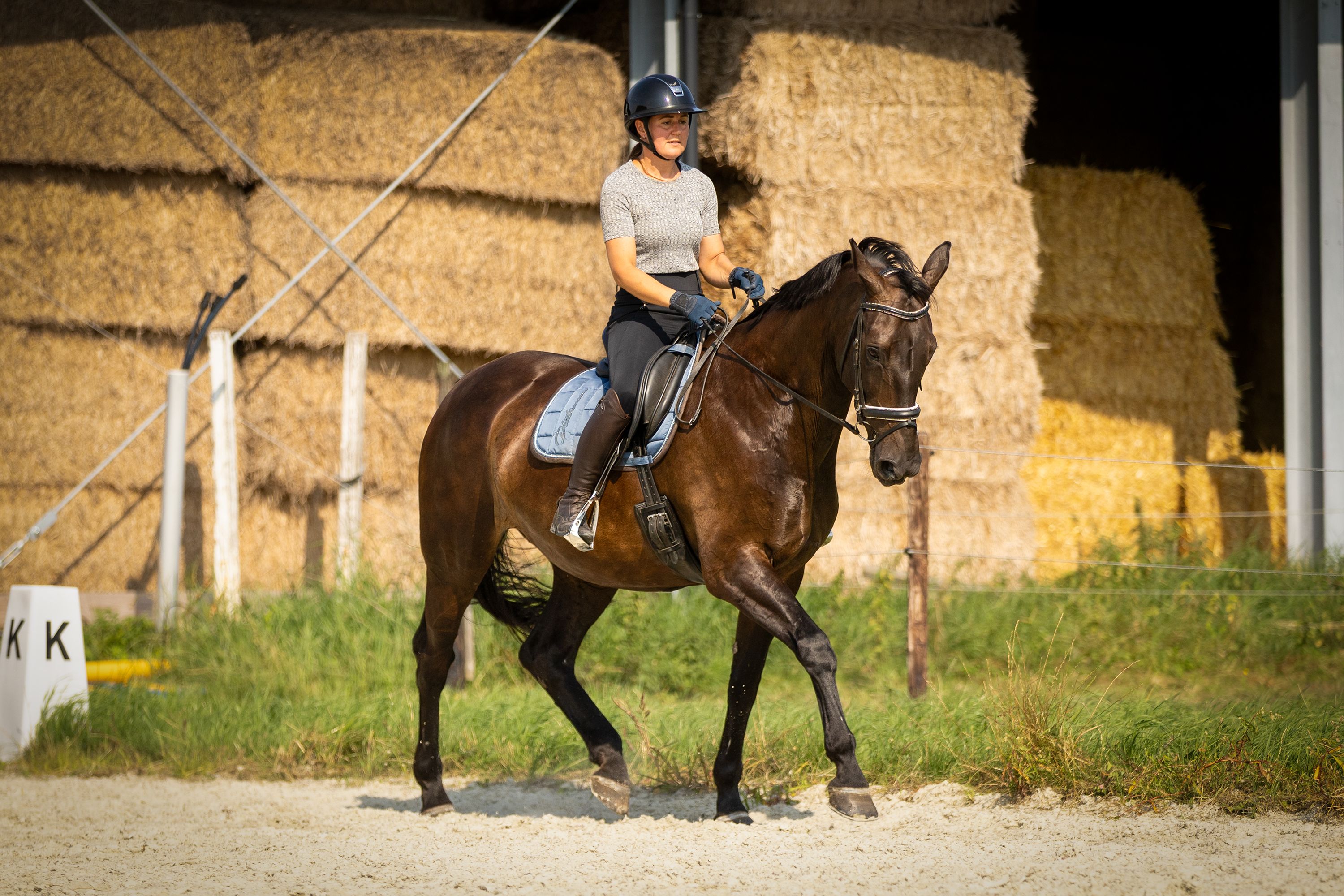Recreatieve 13 jarige merrie te koop