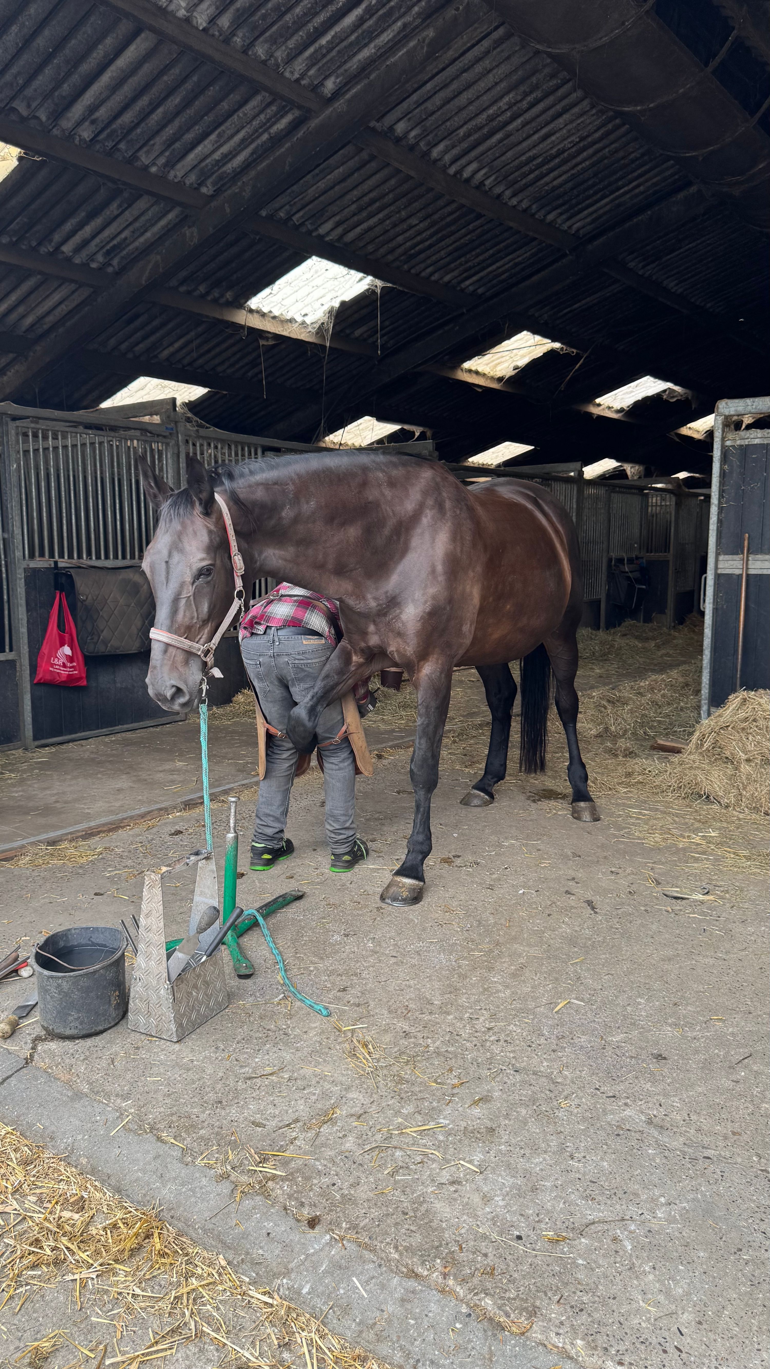 kwpn recreatie-paard merrie 13 jaar donkerbruin te koop - Foto 6