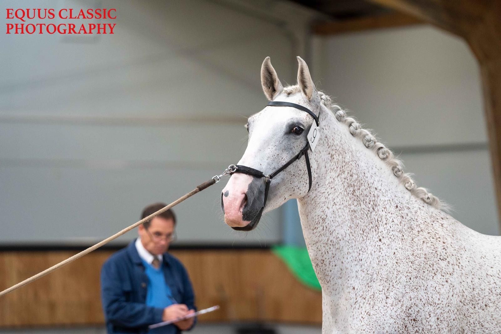 Lusitano-hoppe til salgs