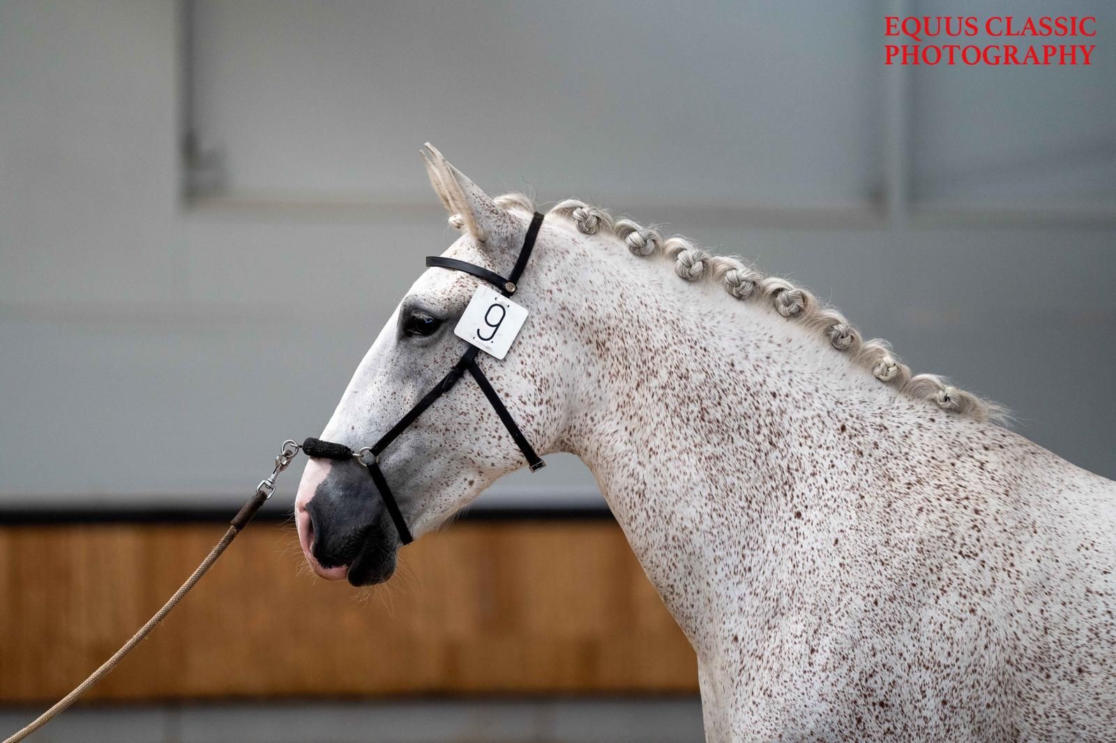 lusitano dressuurpaard merrie 13 år schimmel til salgs - Foto 4