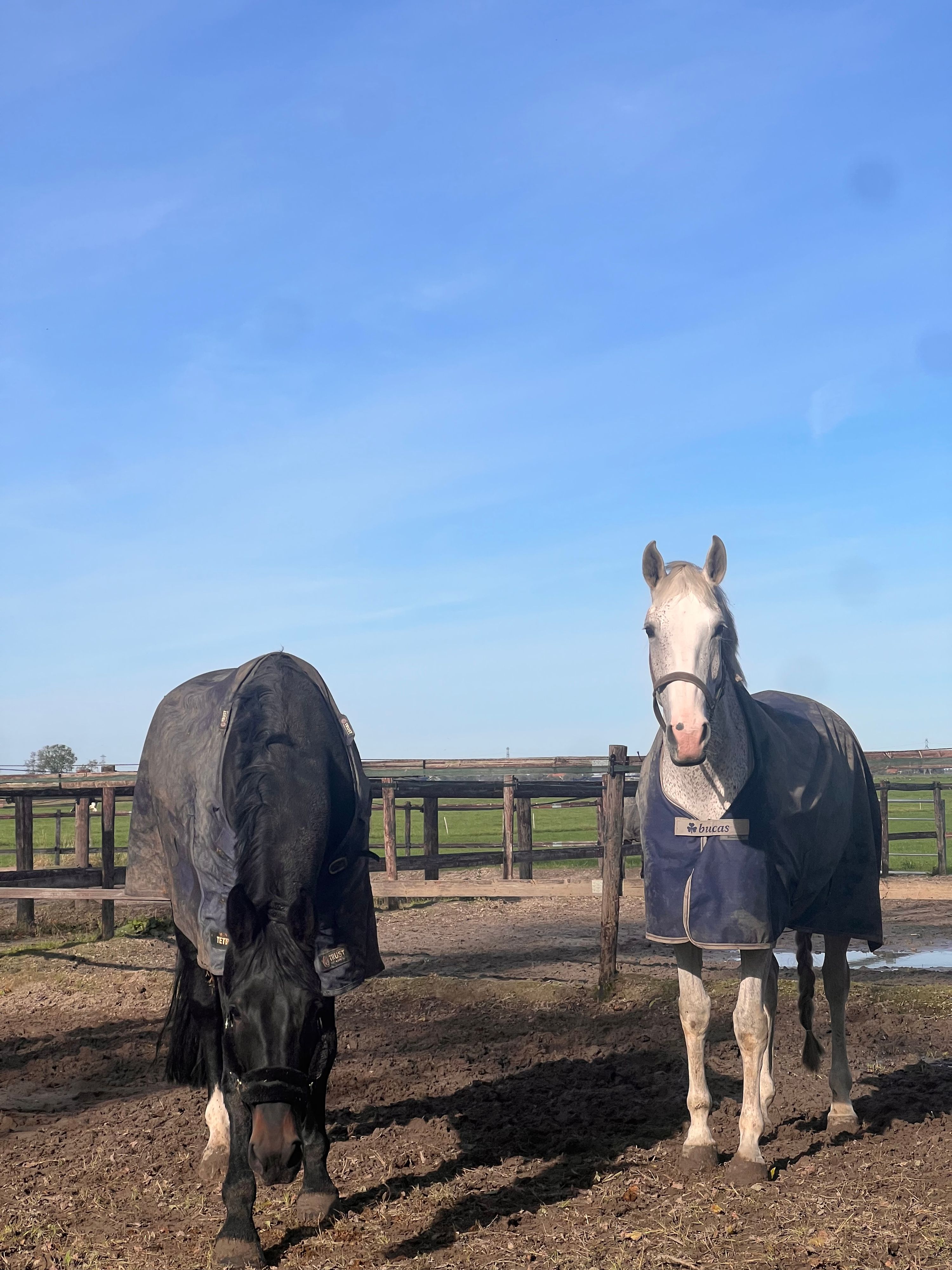 lusitano dressuurpaard merrie 13 år schimmel til salgs - Foto 6