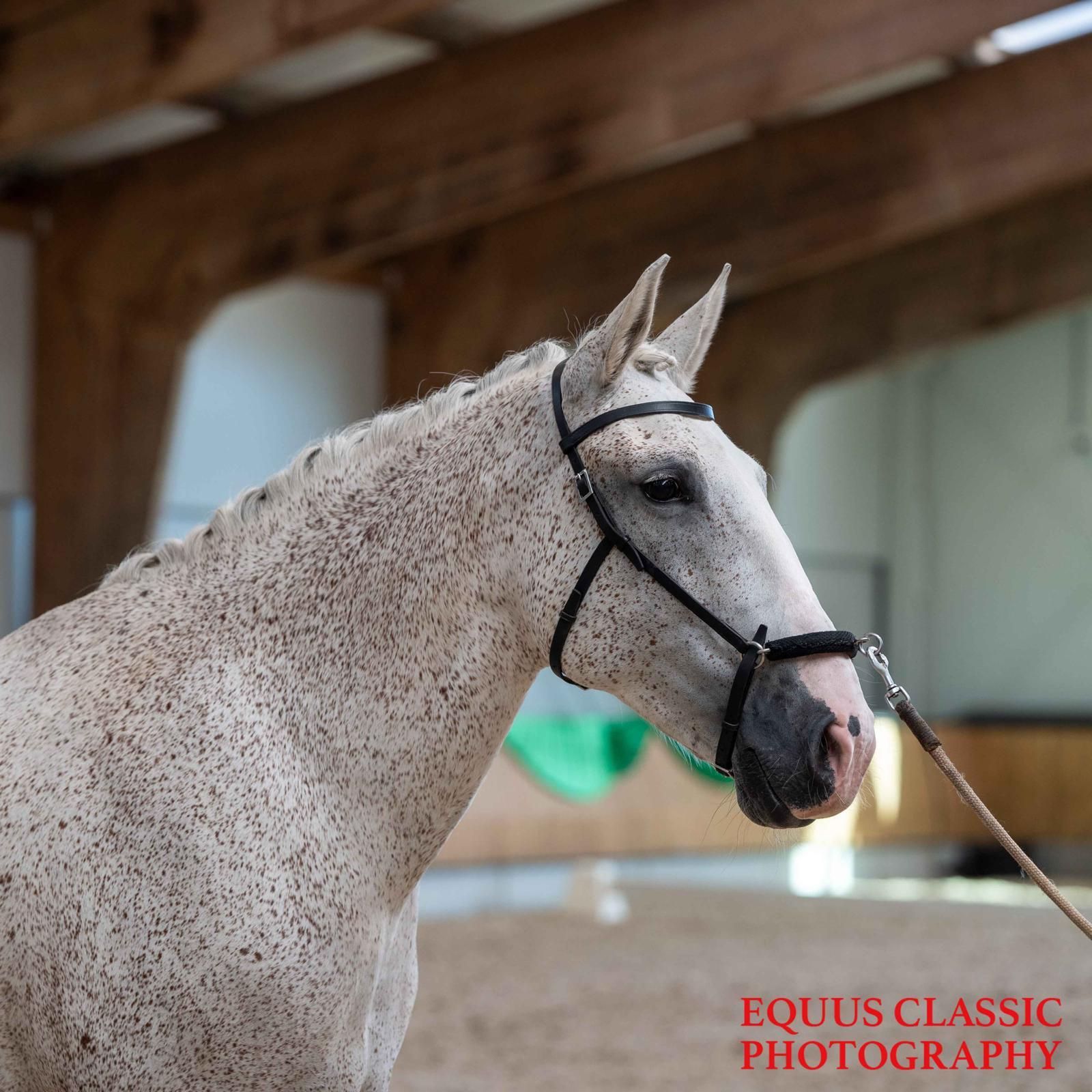lusitano dressuurpaard merrie 13 år schimmel til salgs - Foto 3