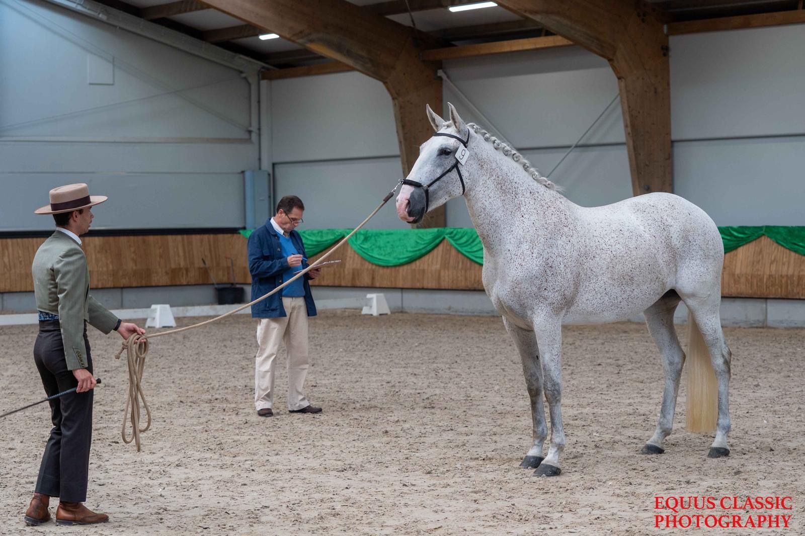 lusitano dressuurpaard merrie 13 år schimmel til salgs - Foto 2