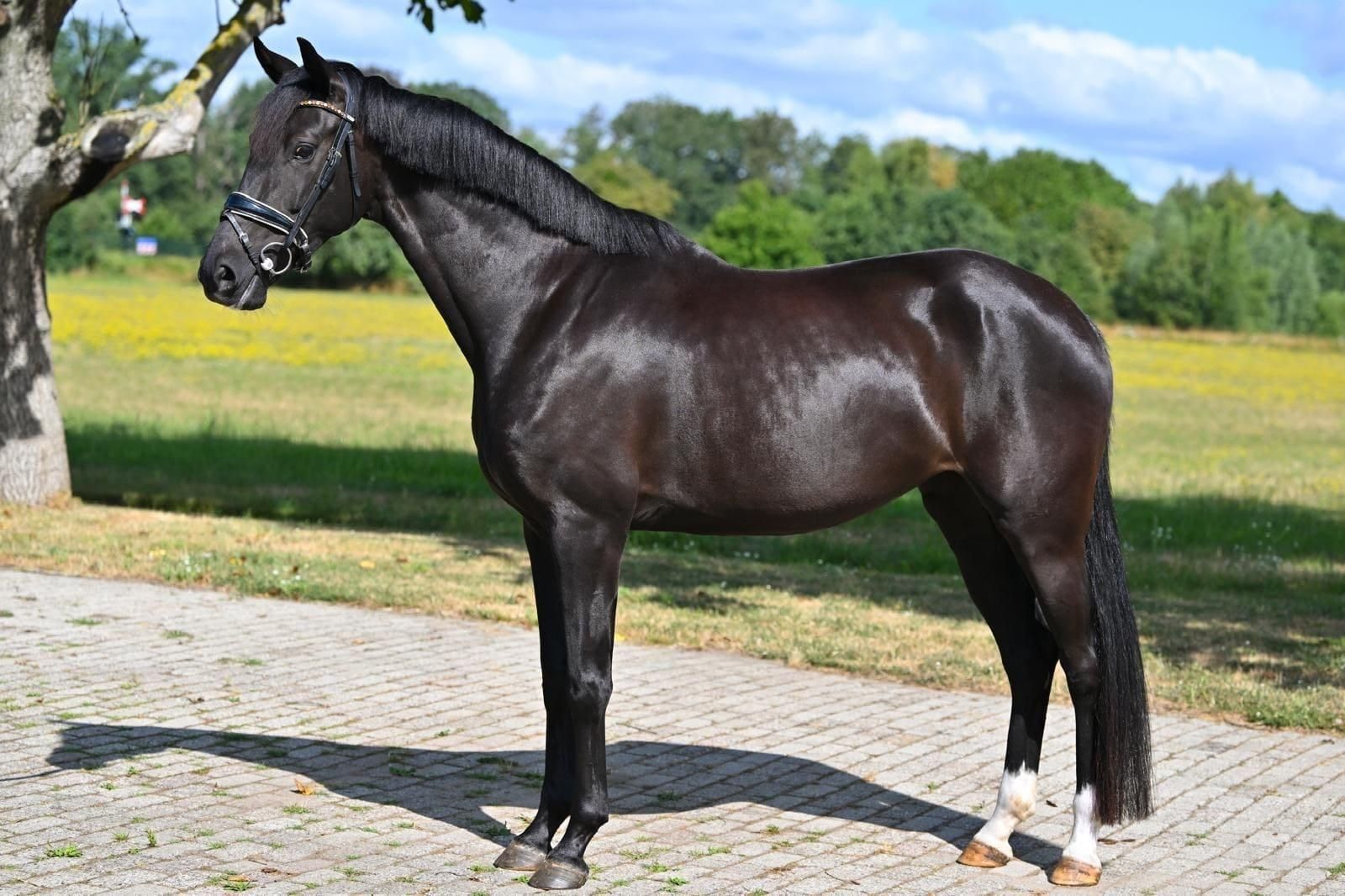 Elegant 6-year-old black dressage mare – Jamerson RS2 x Desperado