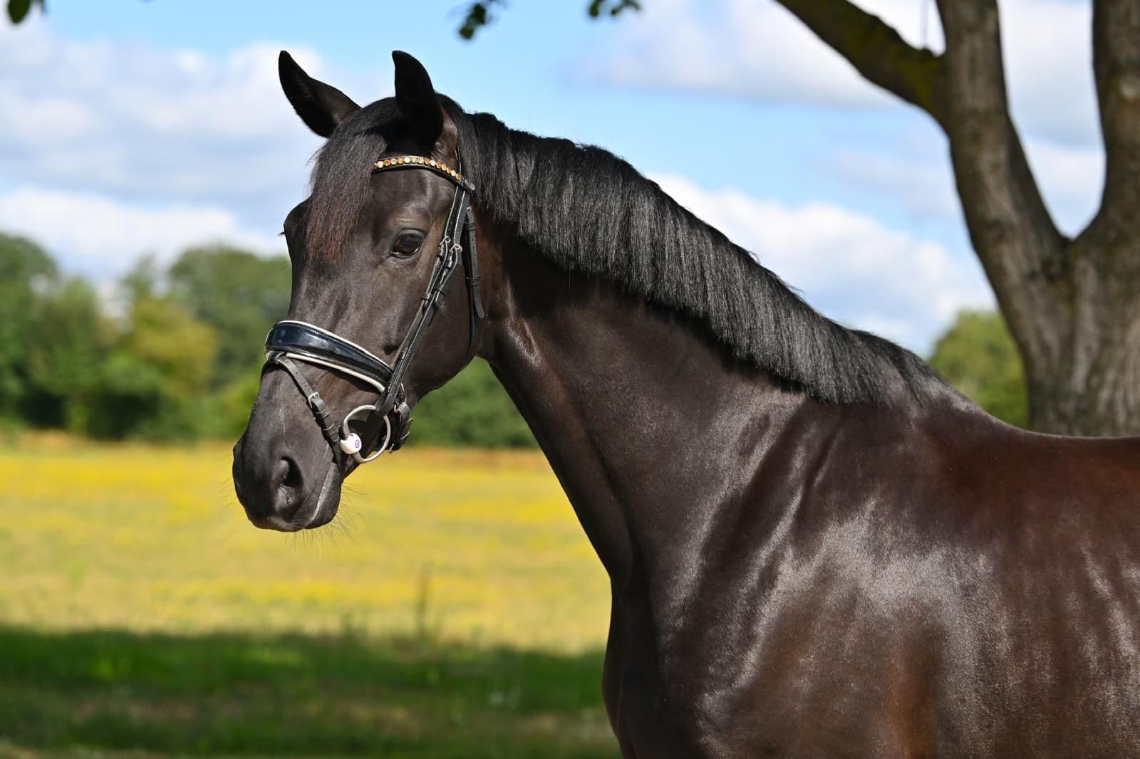 kwpn dressuurpaard merrie 6 years old zwart for sale - Photo 2