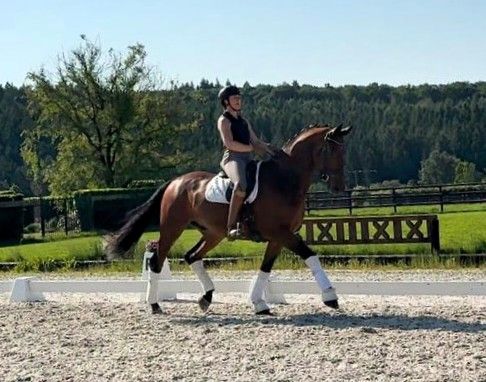 Beautiful 8-year-old gelding with top character