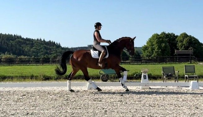 bwp dressuurpaard ruin 8 years old bruin for sale - Photo 2