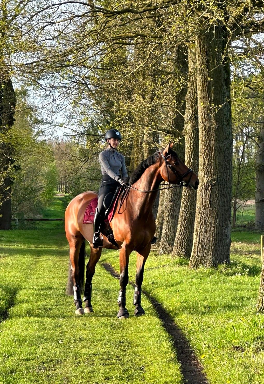 bwp dressuurpaard ruin 8 years old bruin for sale - Photo 3