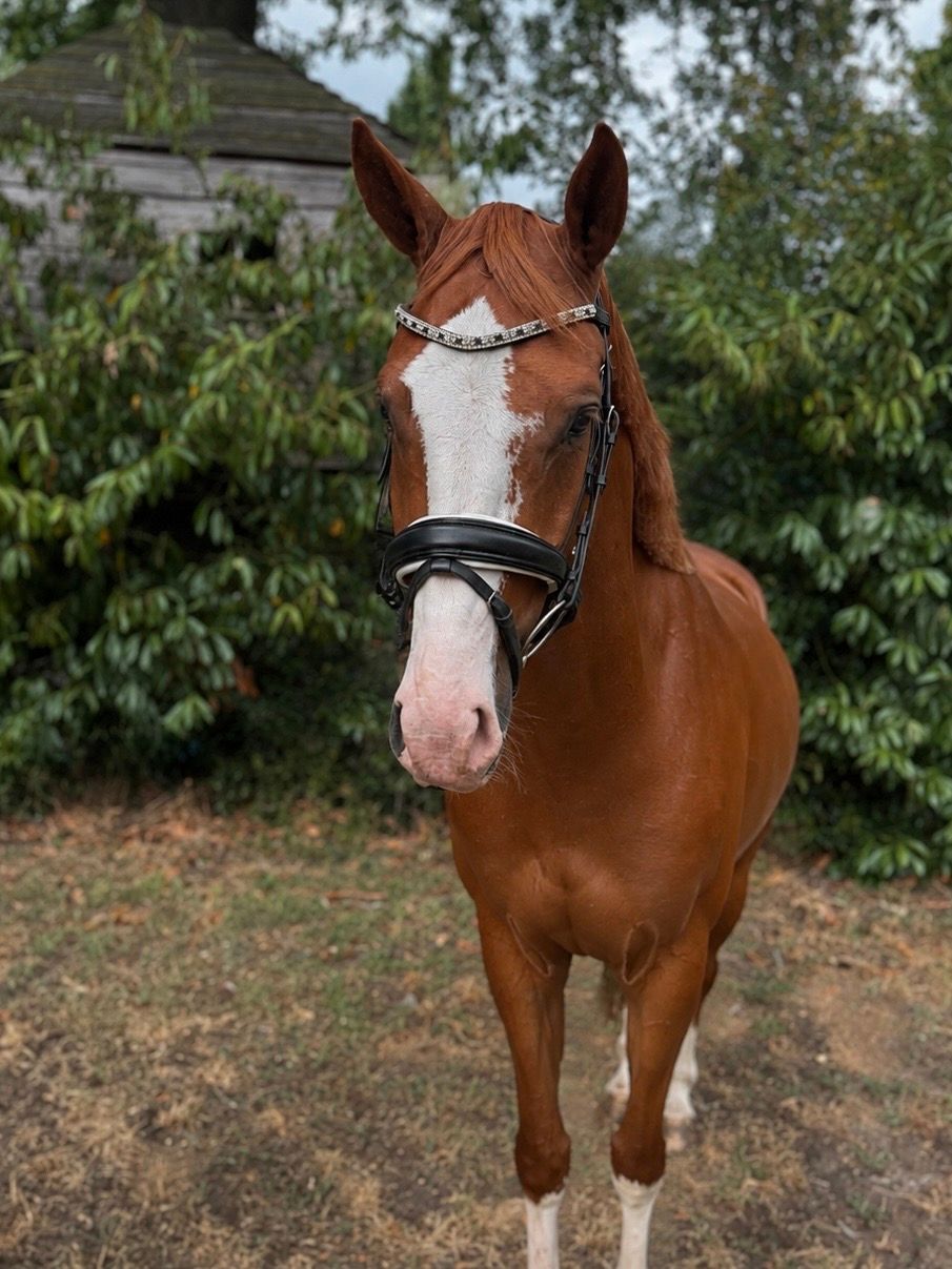 未来可期的有天赋Pony马！