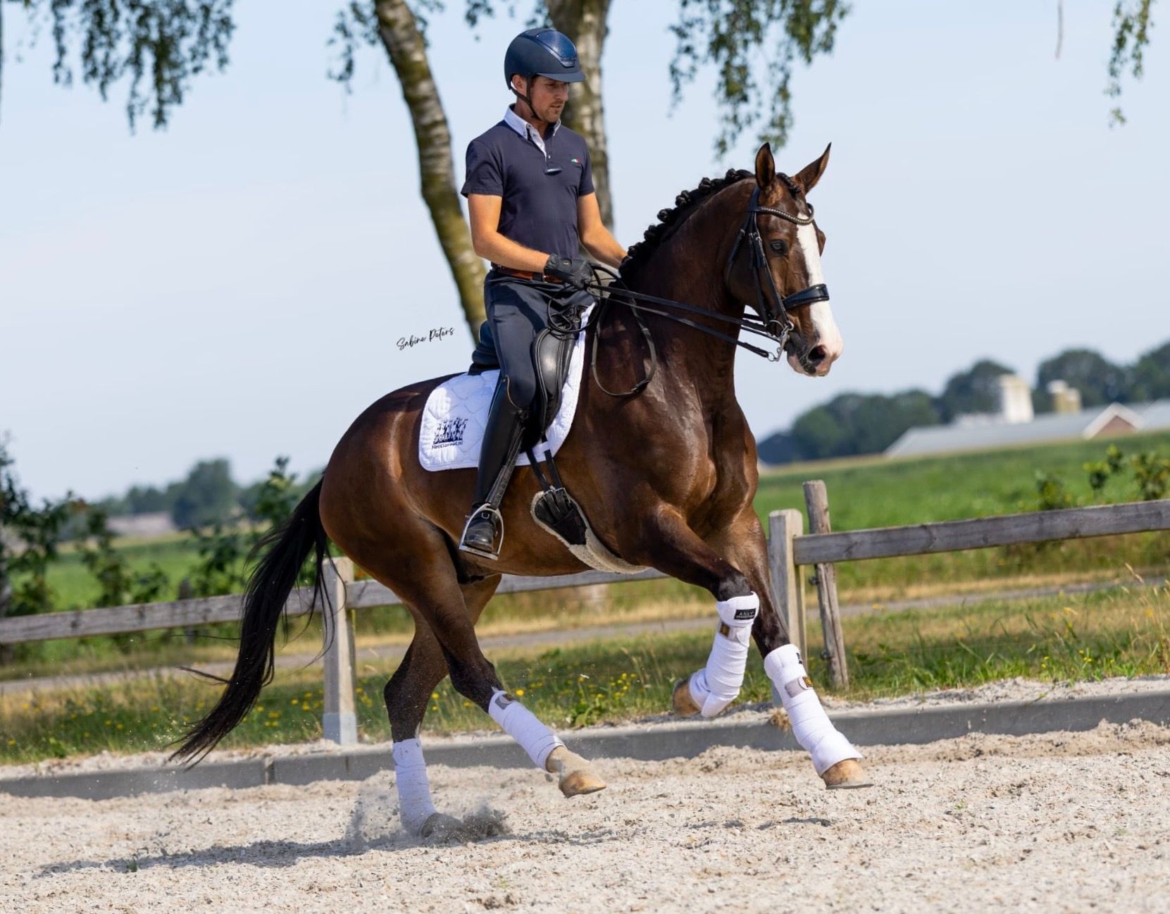 Cheval de dressage attrayant.