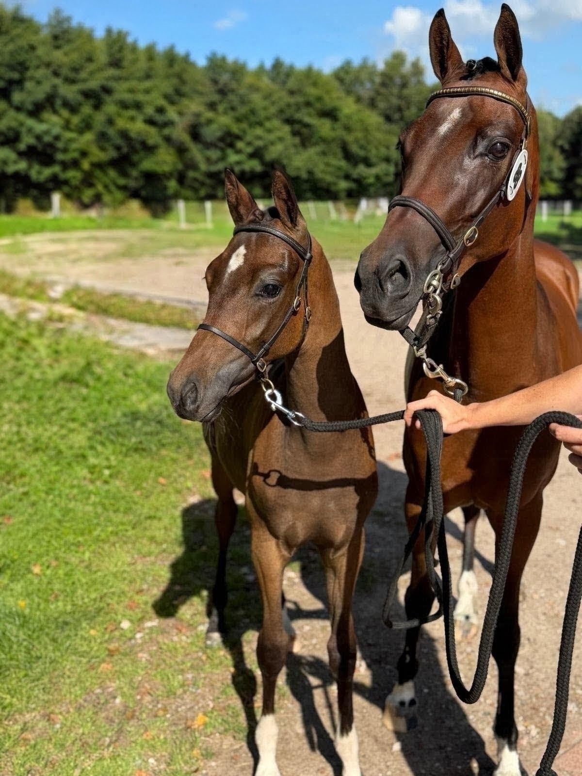 welsh pony hengst 0 岁 donkerbruin 出售 - 照片 5
