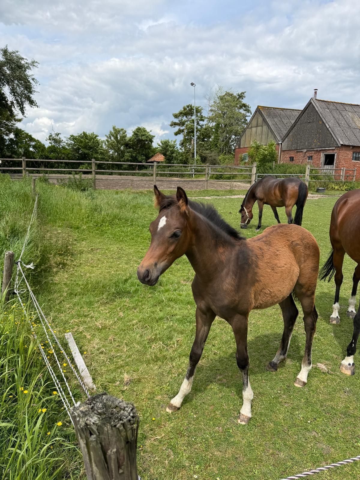 welsh pony hengst 0 岁 donkerbruin 出售 - 照片 6