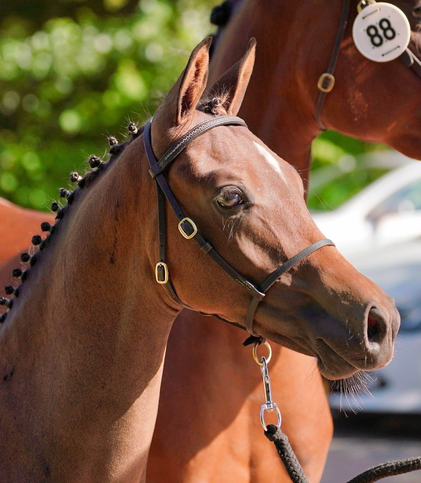 welsh pony hengst 0 岁 donkerbruin 出售 - 照片 4