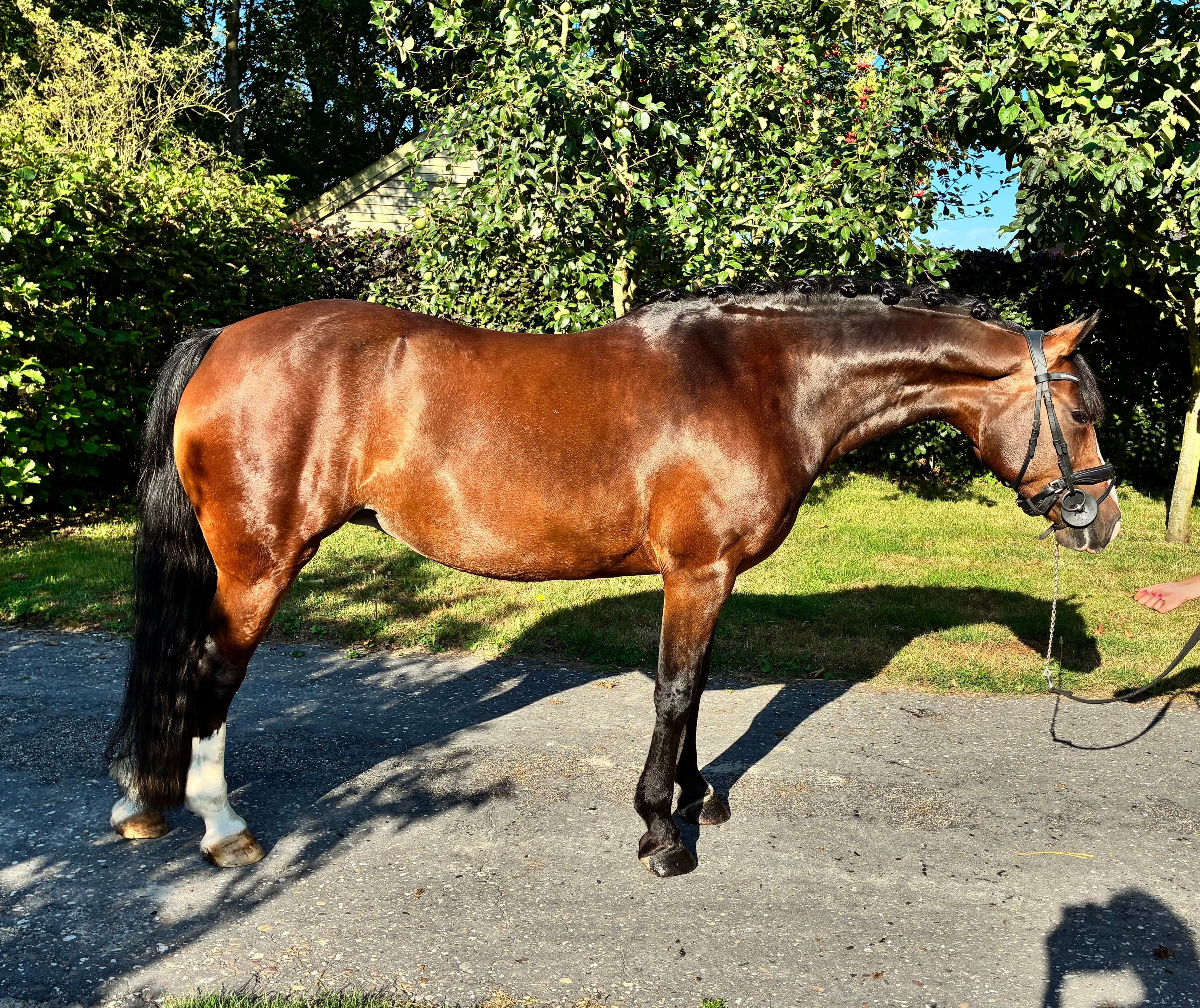 Allround D-Pony zu verkaufen