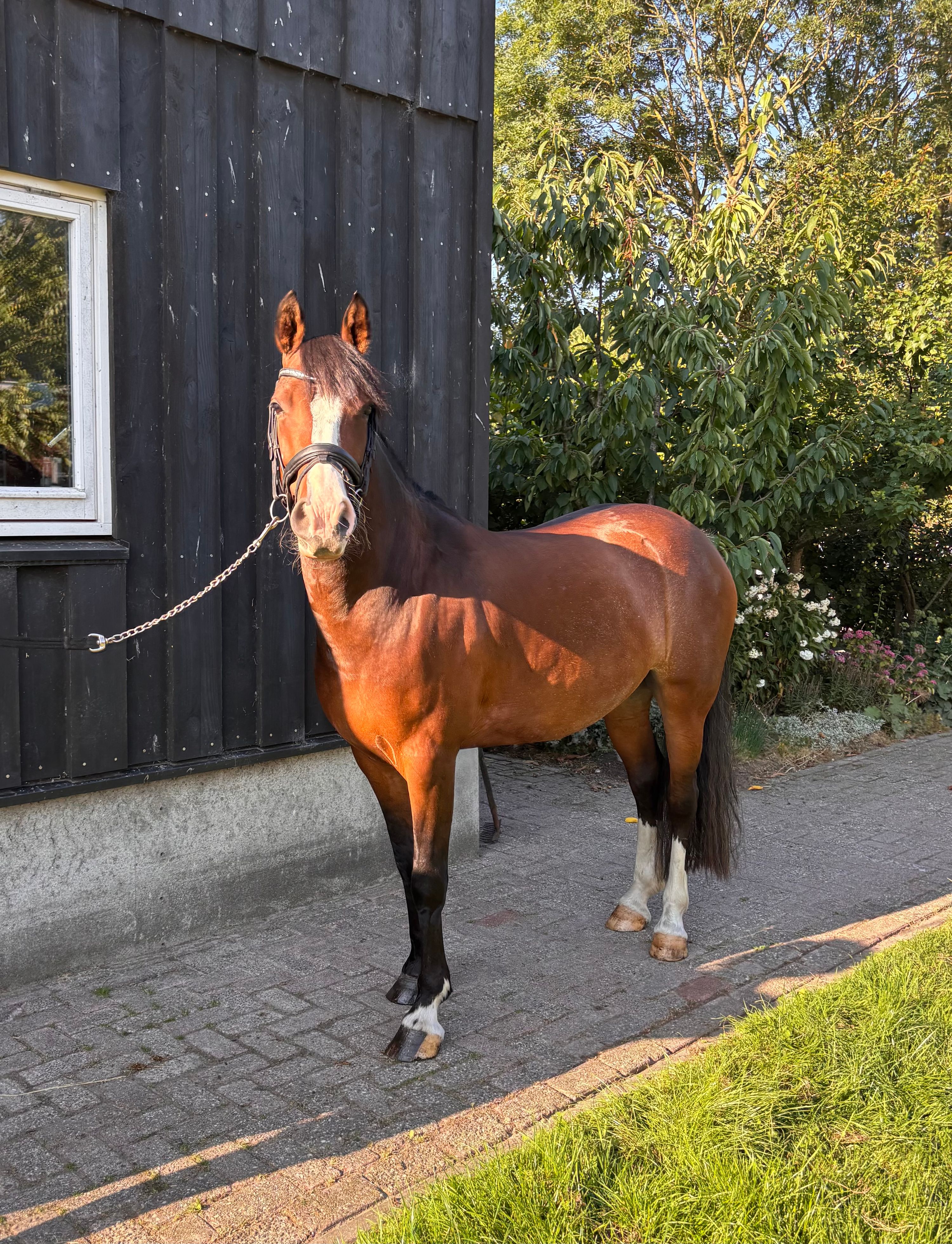 allround-pony merrie 8 Jahre alt donkerbruin zu verkaufen - Foto 2
