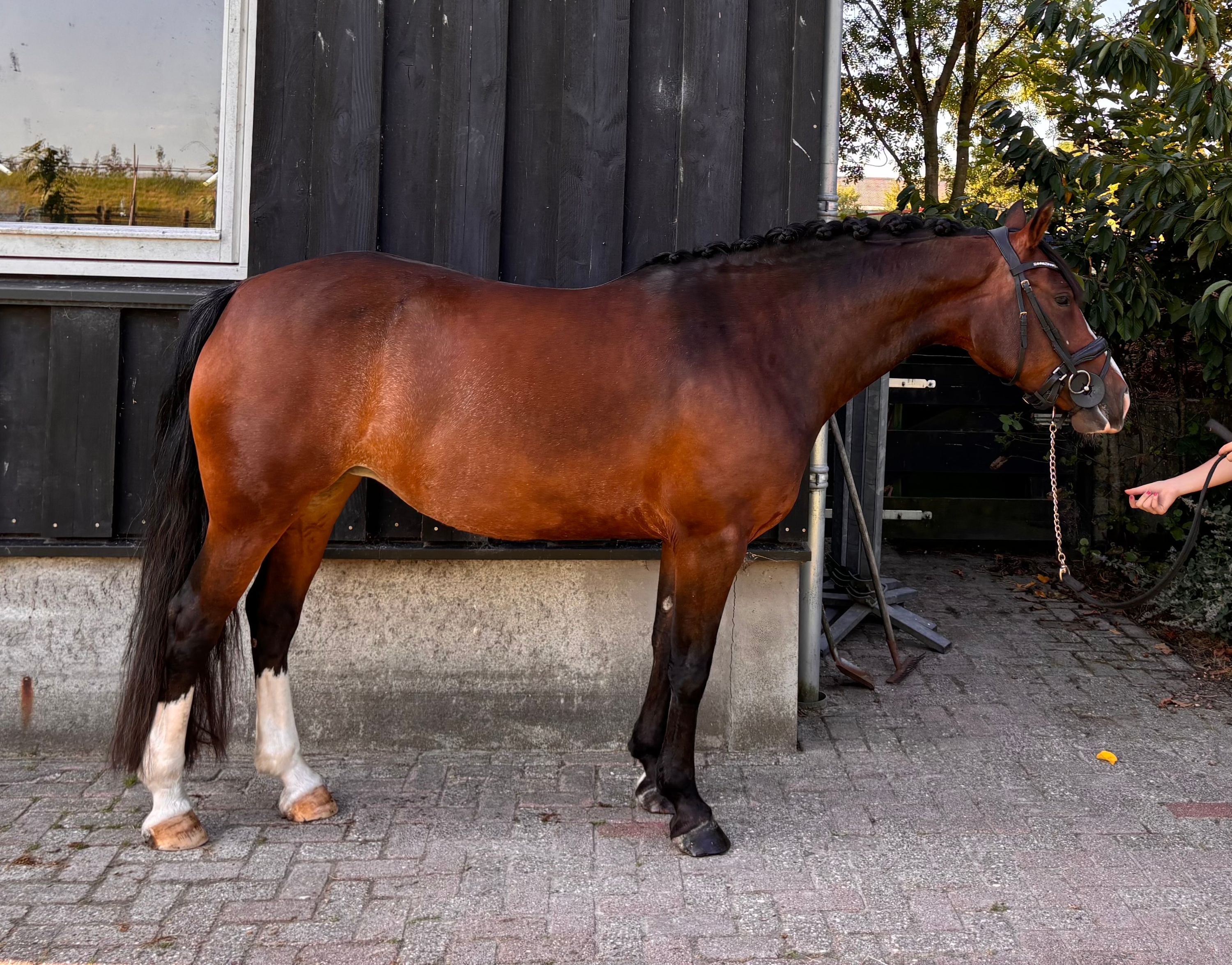 allround-pony merrie 8 Jahre alt donkerbruin zu verkaufen - Foto 3