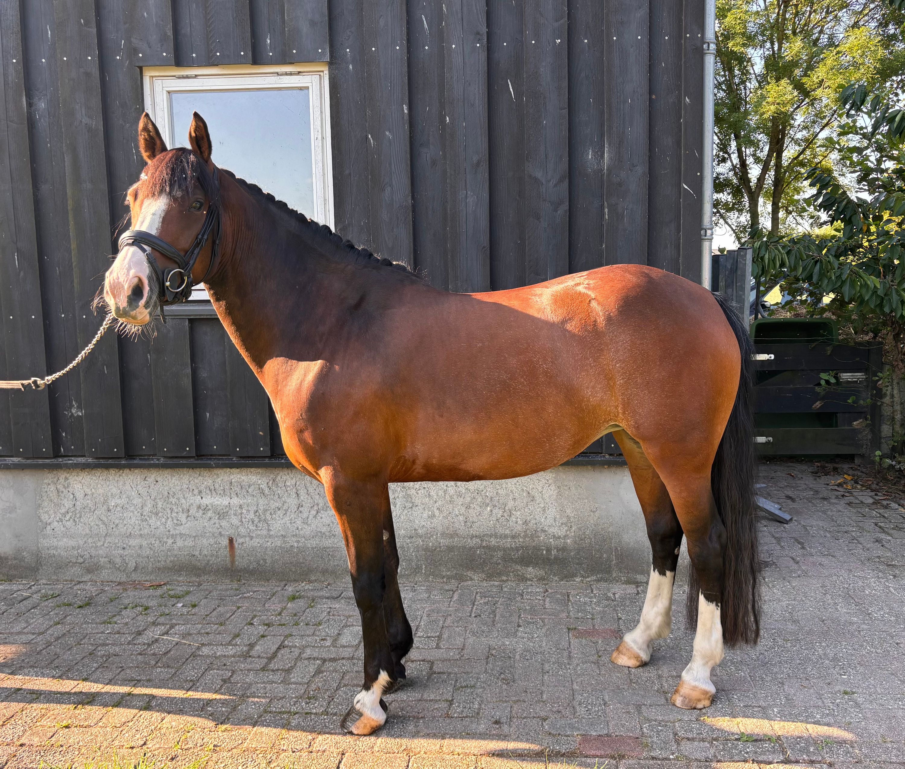 allround-pony merrie 8 Jahre alt donkerbruin zu verkaufen - Foto 4