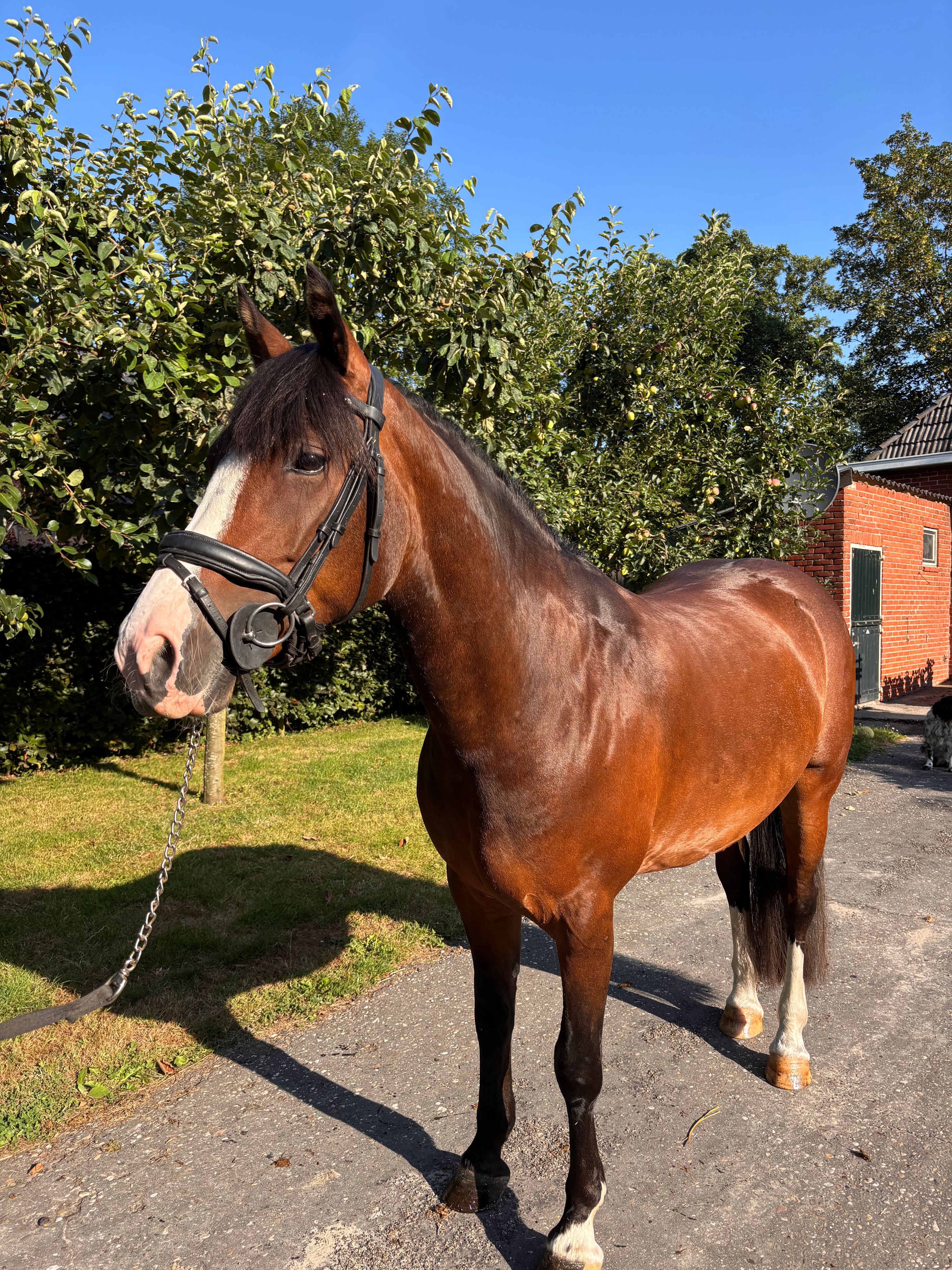 allround-pony merrie 8 Jahre alt donkerbruin zu verkaufen - Foto 5