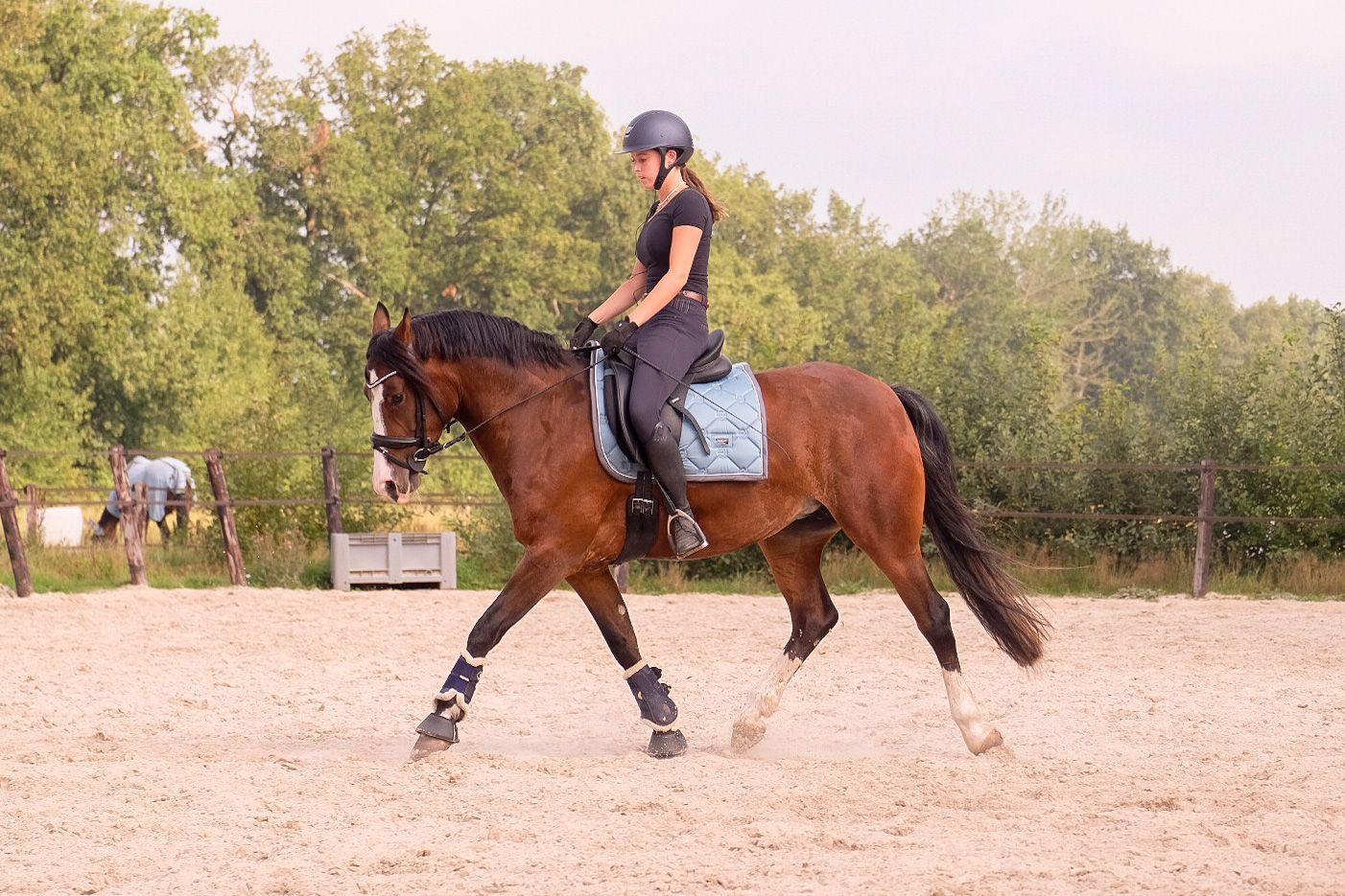 allround-pony merrie 8 Jahre alt donkerbruin zu verkaufen - Foto 6