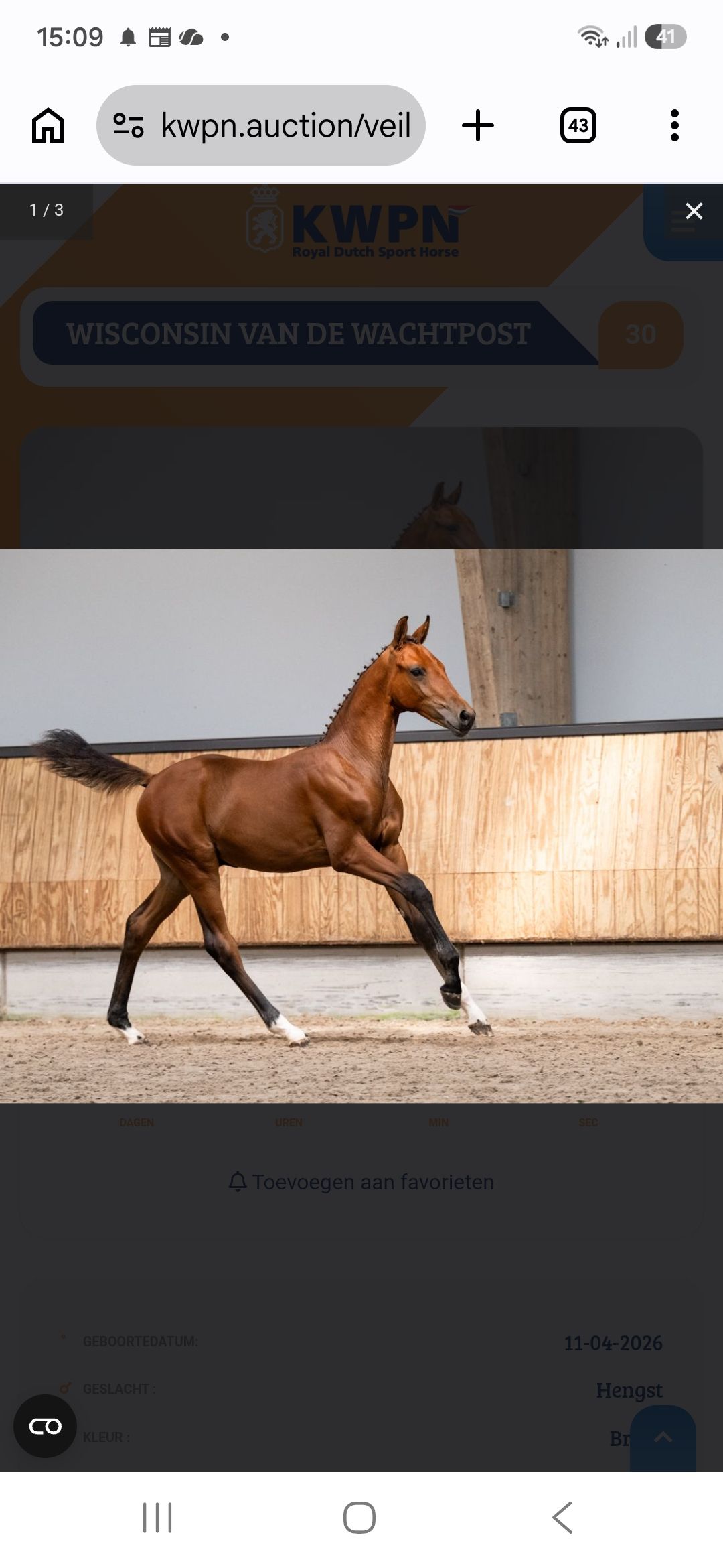 Gaaf hengst veulen van bretagne x expression