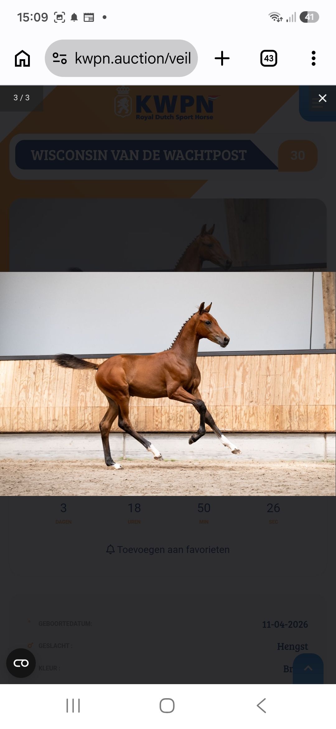 kwpn dressuurpaard hengst 0 anos bruin à venda - Foto 2