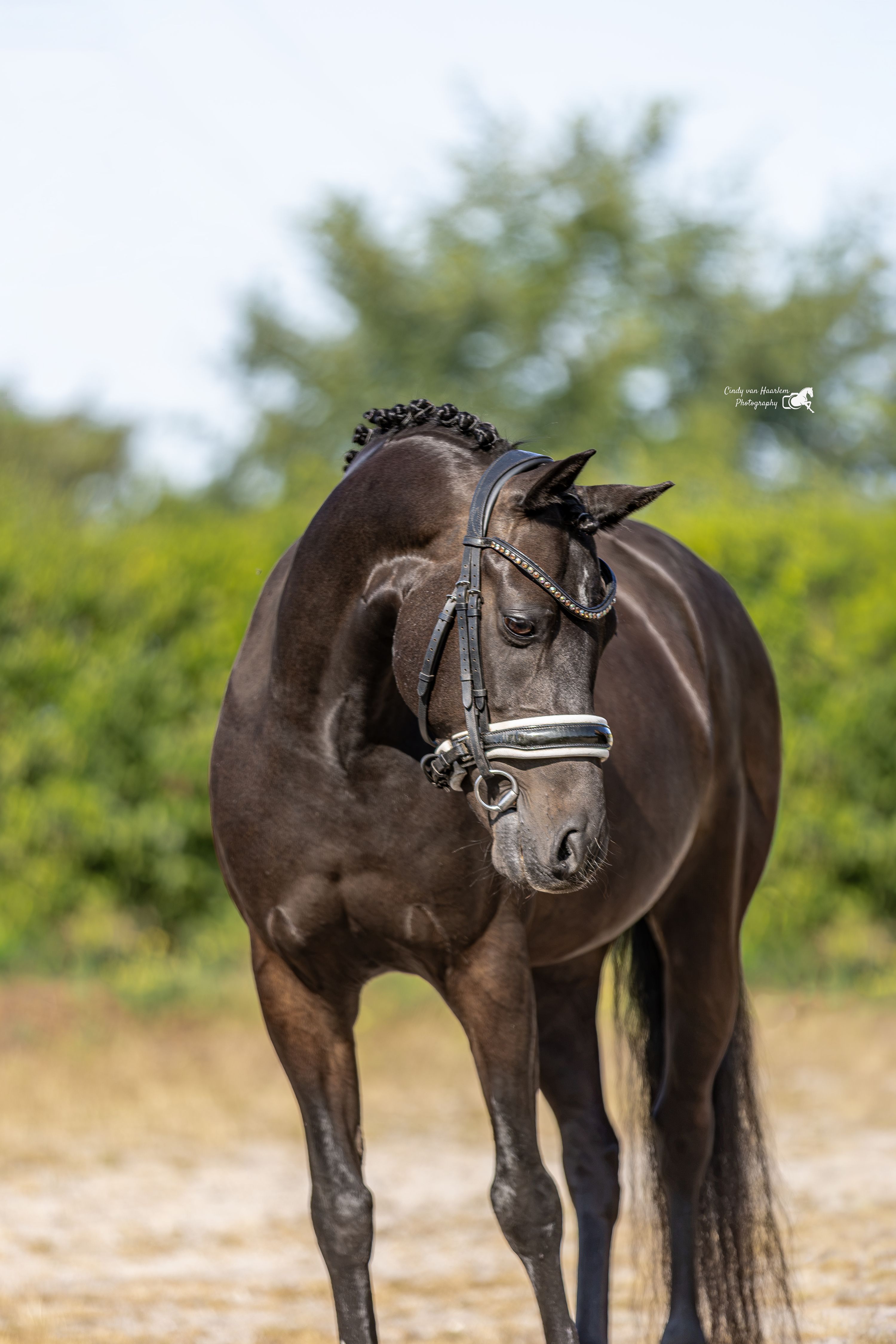 Poney D talentueux de 9 ans. Dressage niveau Z
