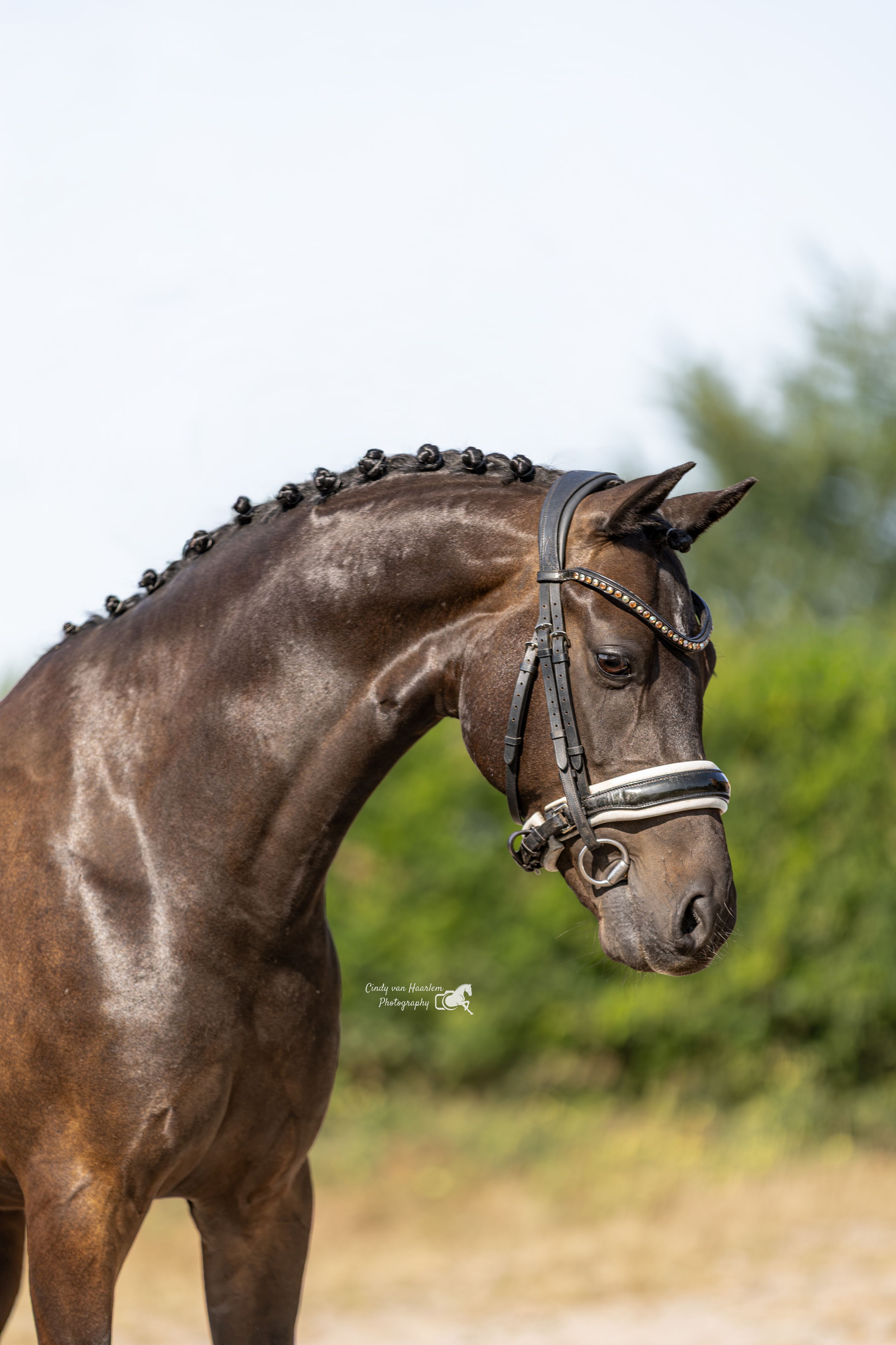 welsh dressuurpony ruin 9 anos donkerbruin à venda - Foto 3