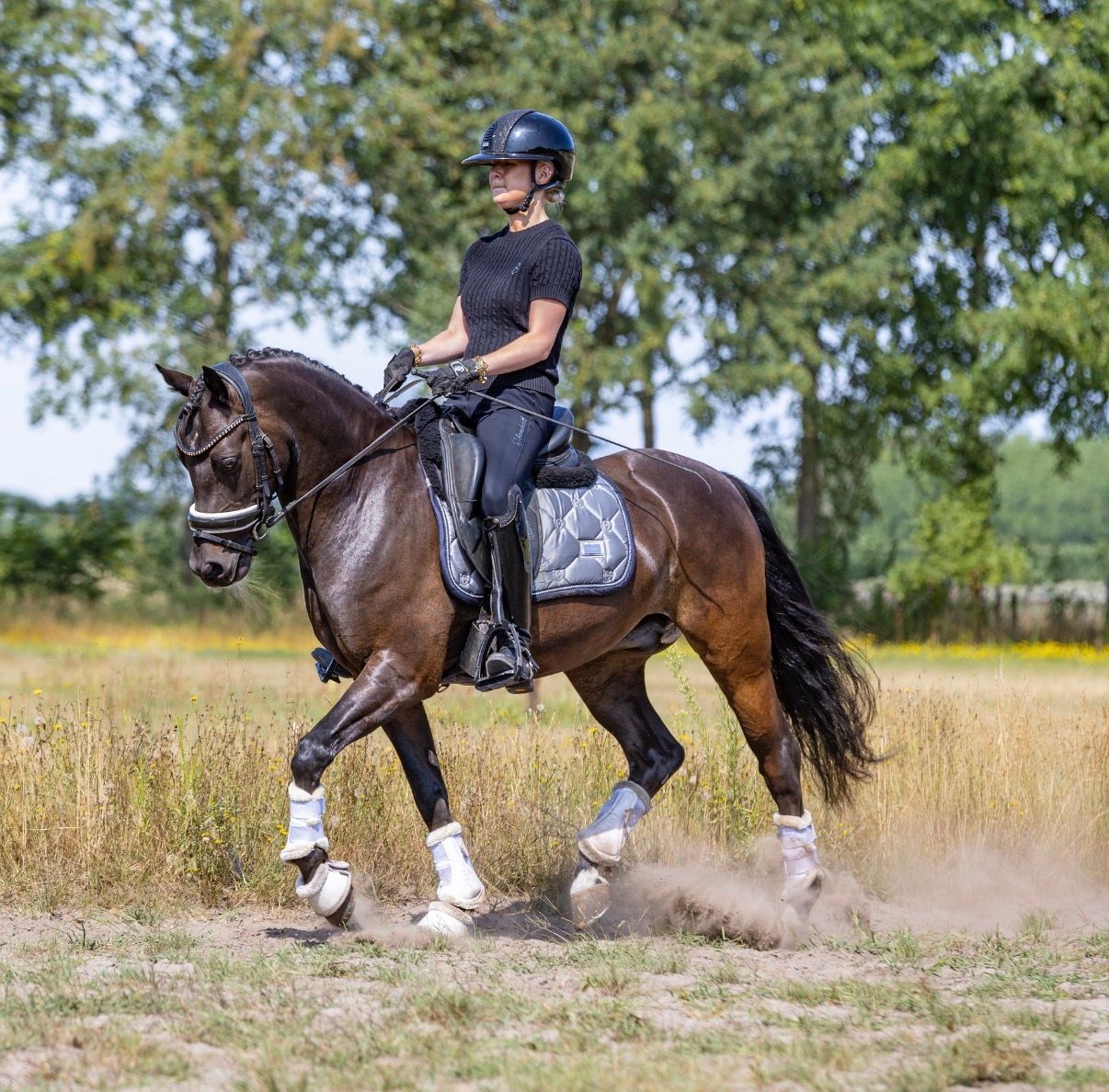 welsh dressuurpony ruin 9 anos donkerbruin à venda - Foto 4