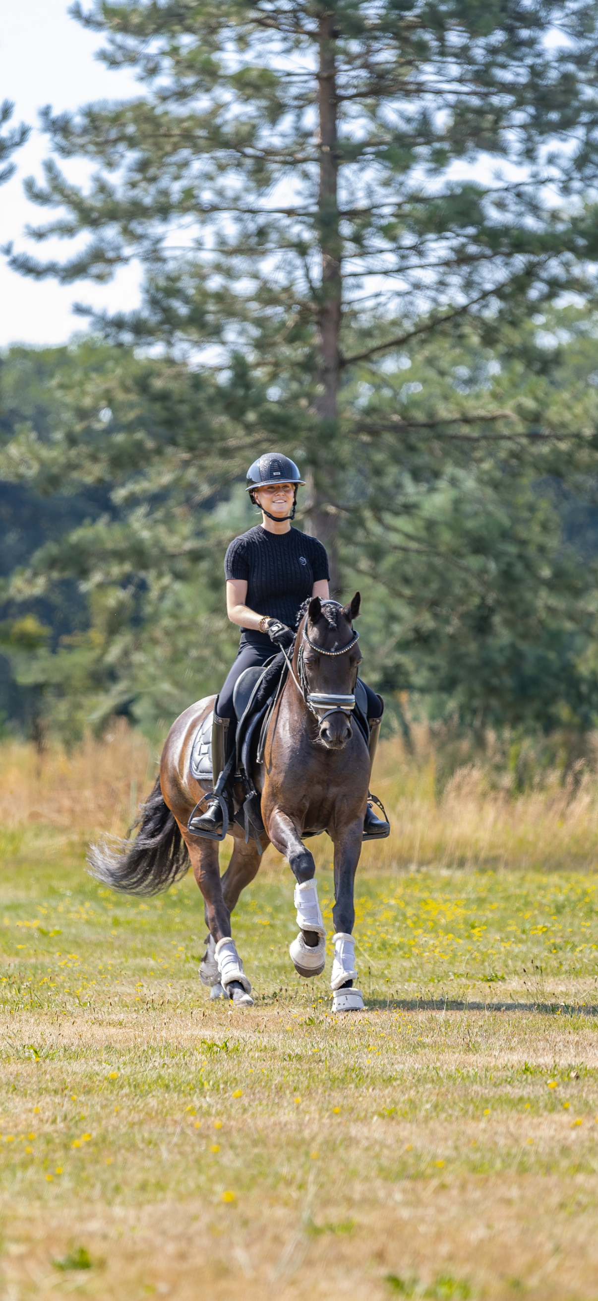 welsh dressuurpony ruin 9 anos donkerbruin à venda - Foto 5