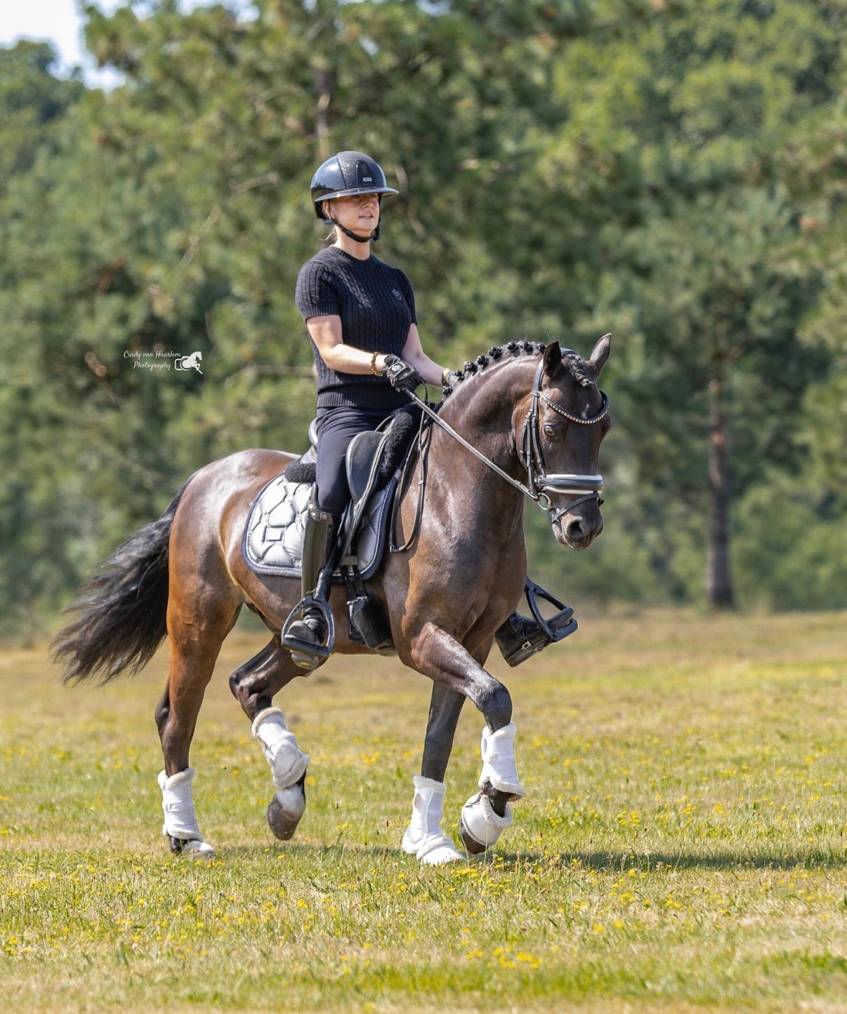 welsh dressuurpony ruin 9 anos donkerbruin à venda - Foto 6