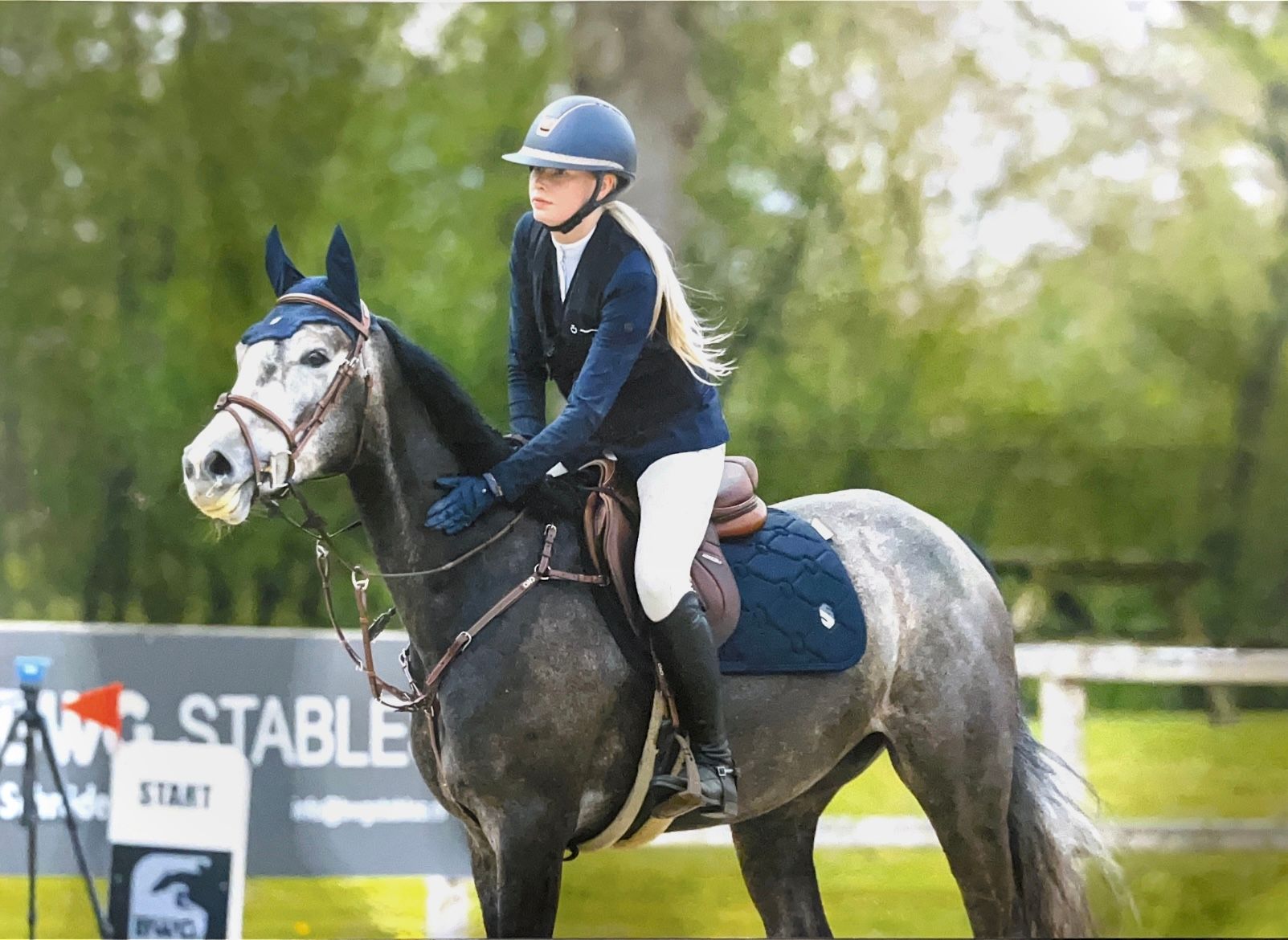 zangersheide springpaard merrie 4 岁 schimmel 出售 - 照片 2