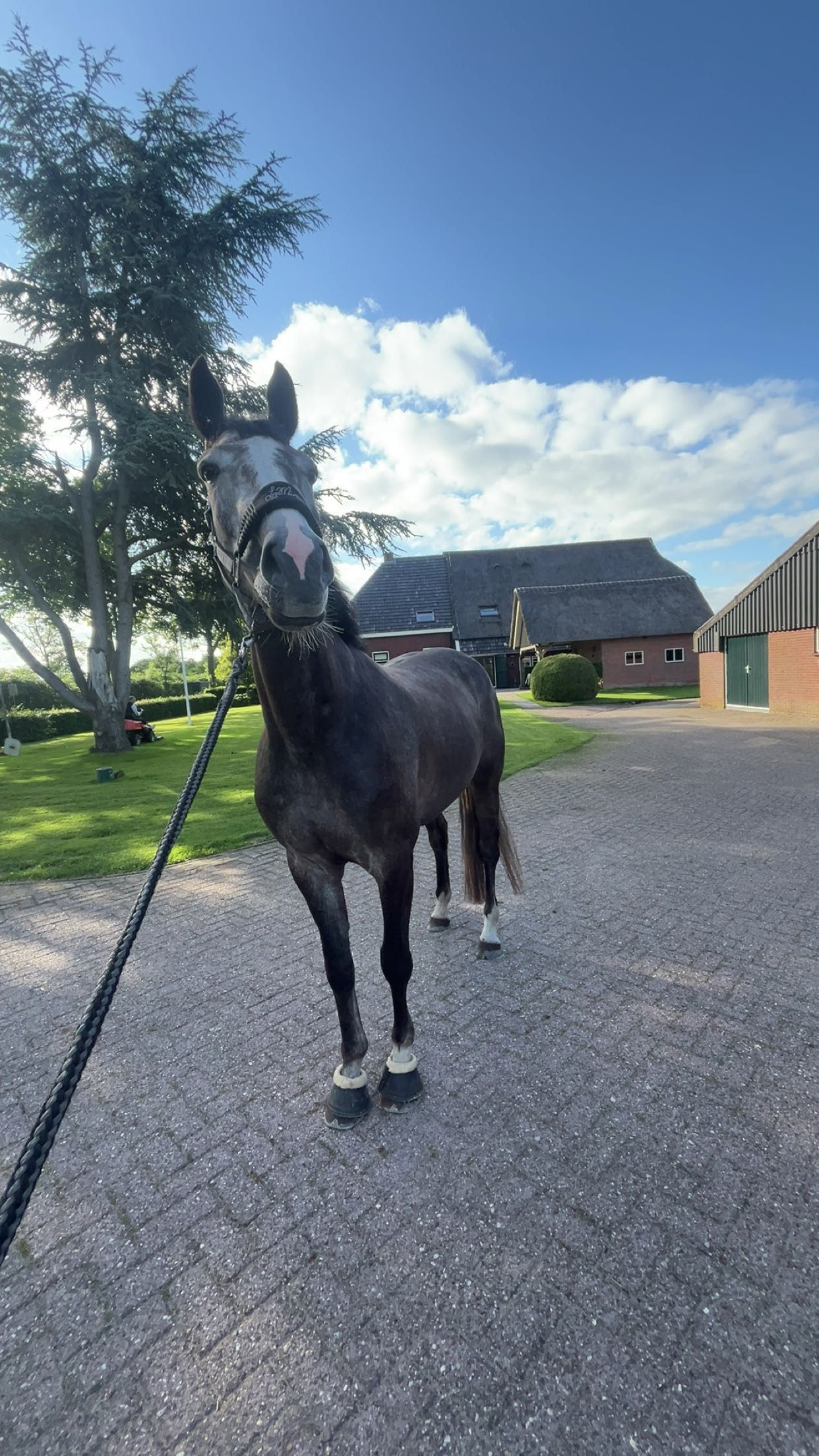 zangersheide springpaard merrie 4 岁 schimmel 出售 - 照片 3