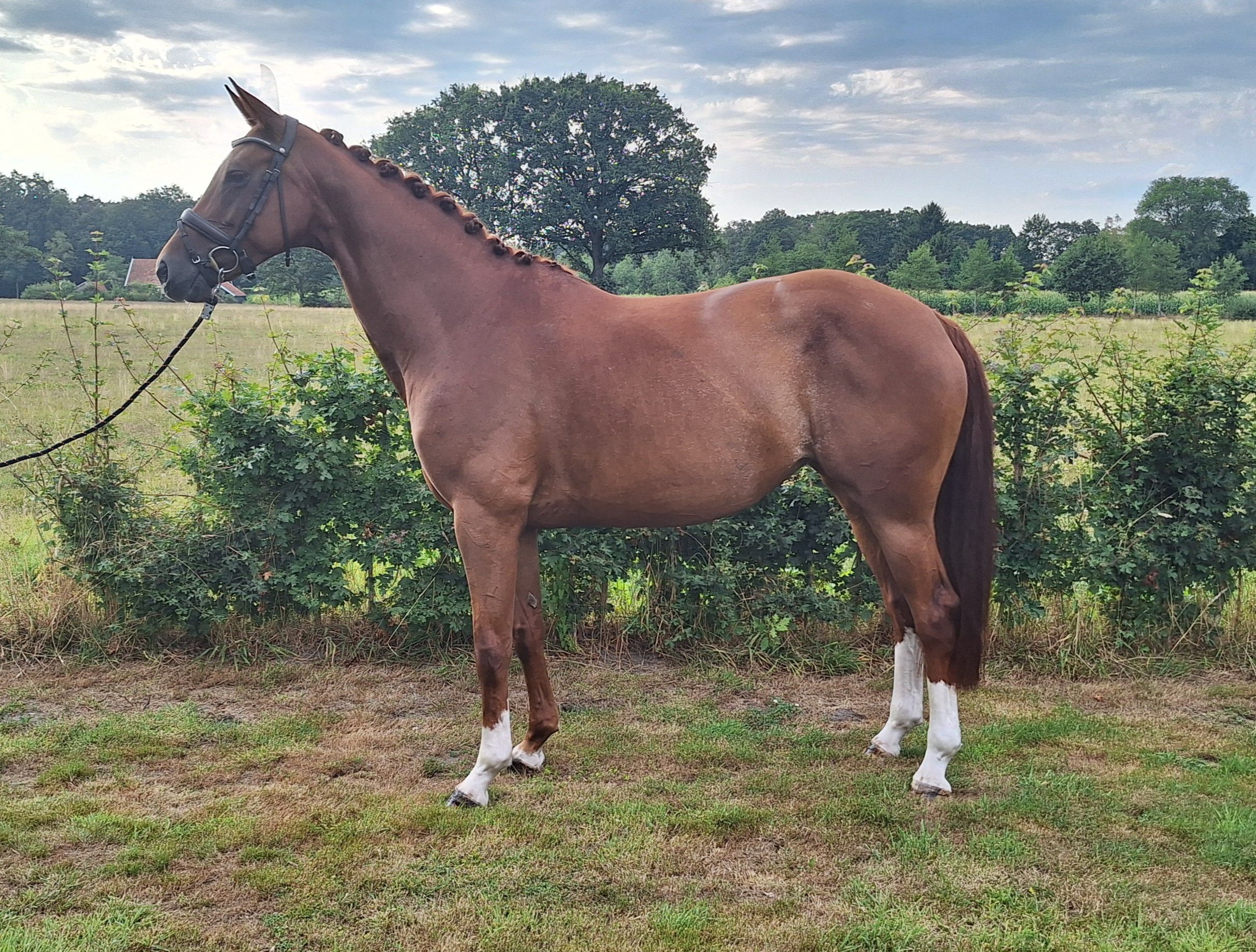 kwpn dressuurpaard merrie 8 Jahre alt vos zu verkaufen - Foto 2