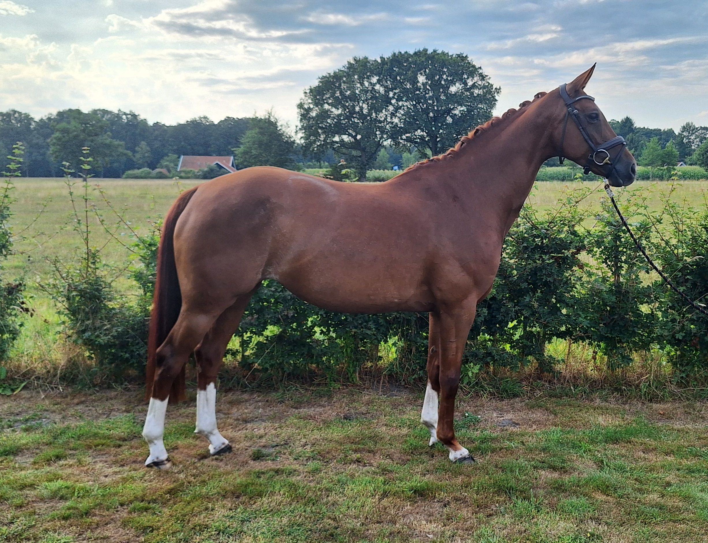 kwpn dressuurpaard merrie 8 Jahre alt vos zu verkaufen - Foto 3