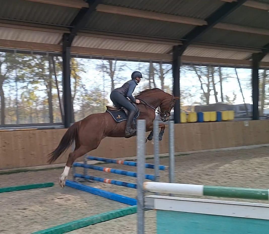 kwpn dressuurpaard merrie 8 Jahre alt vos zu verkaufen - Foto 4