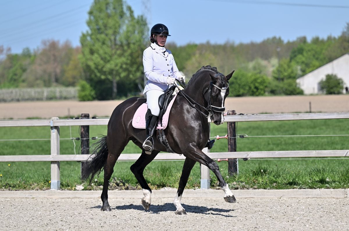 Bloedmooie ervaren dressuurmerrie