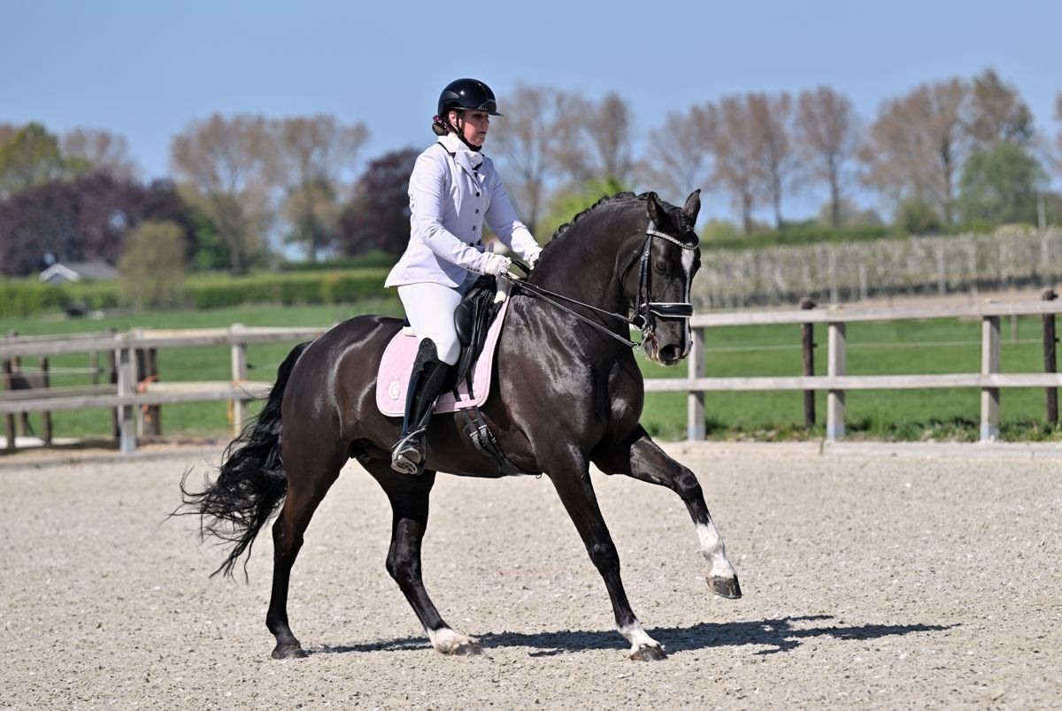 anglo-europees dressuurpaard merrie 12 jaar zwart te koop - Foto 2