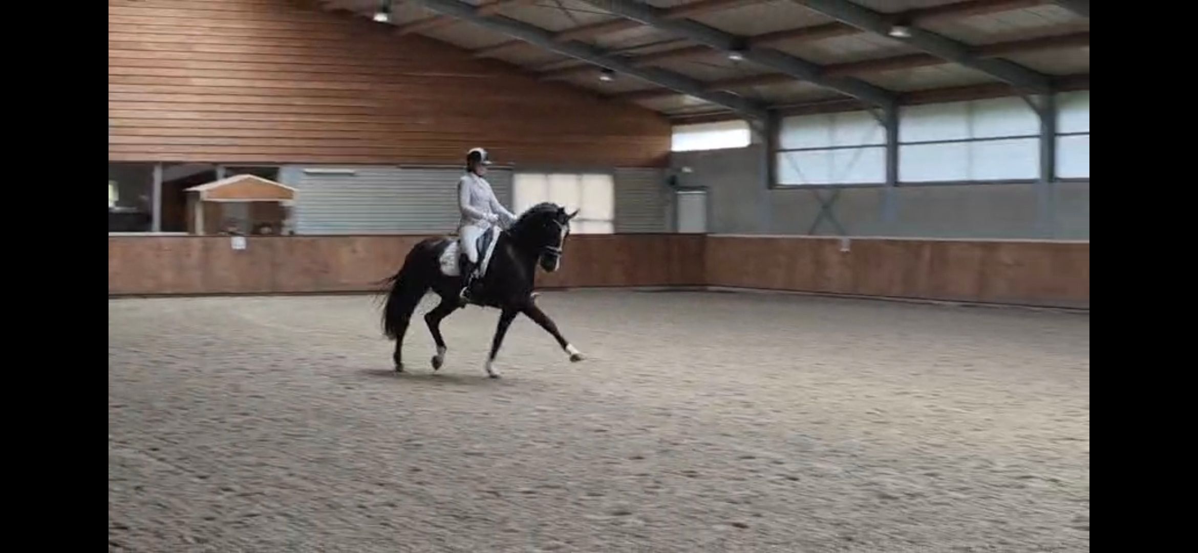 anglo-europees dressuurpaard merrie 12 jaar zwart te koop - Foto 6