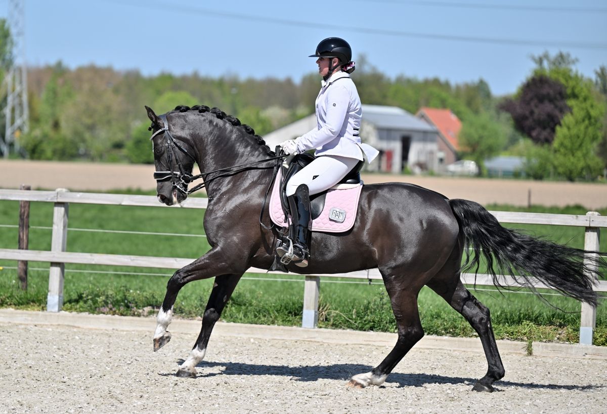 anglo-europees dressuurpaard merrie 12 jaar zwart te koop - Foto 4