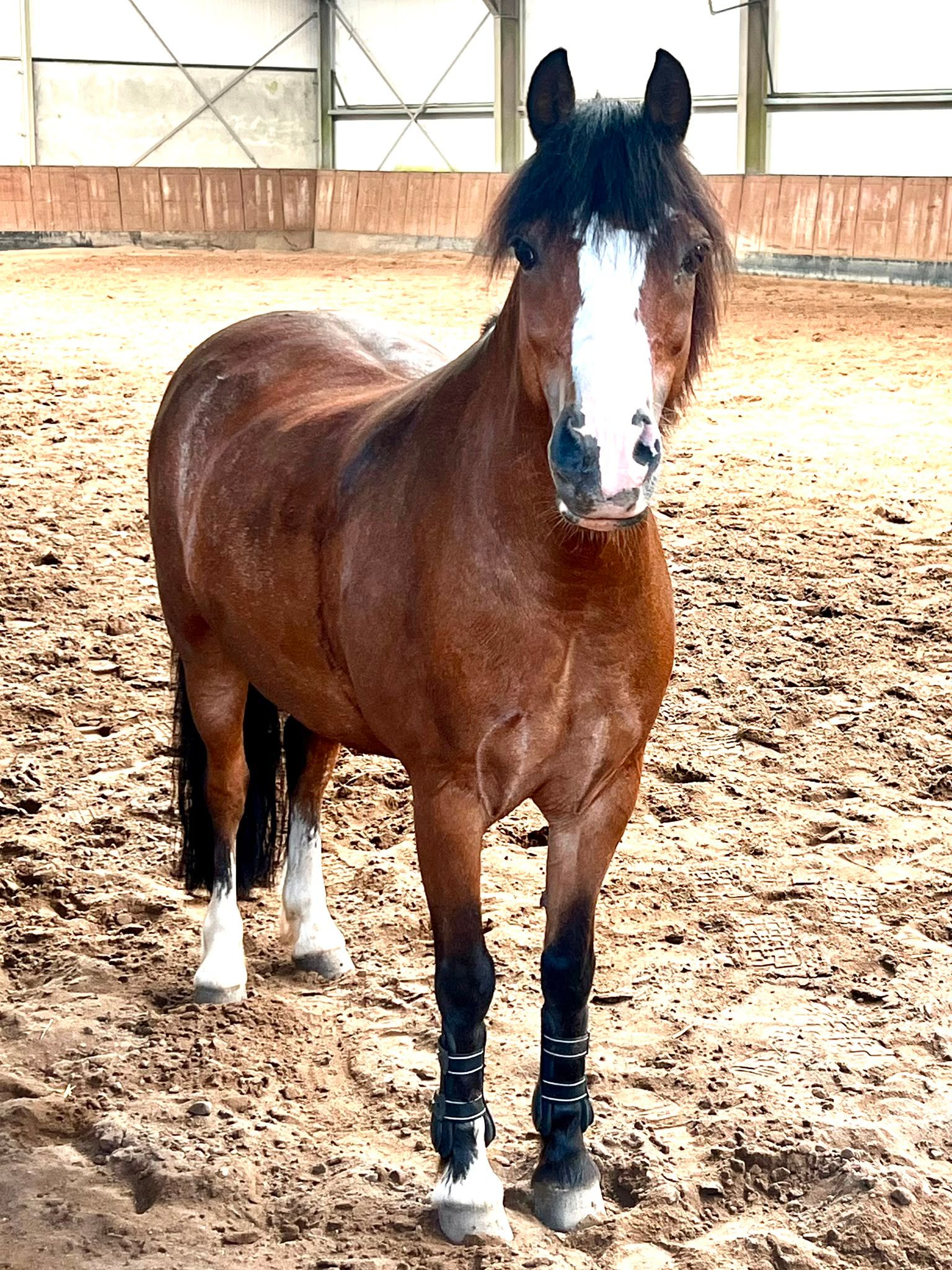 Super liebes Welsh A Kinderpony – Quip (11 Jahre)