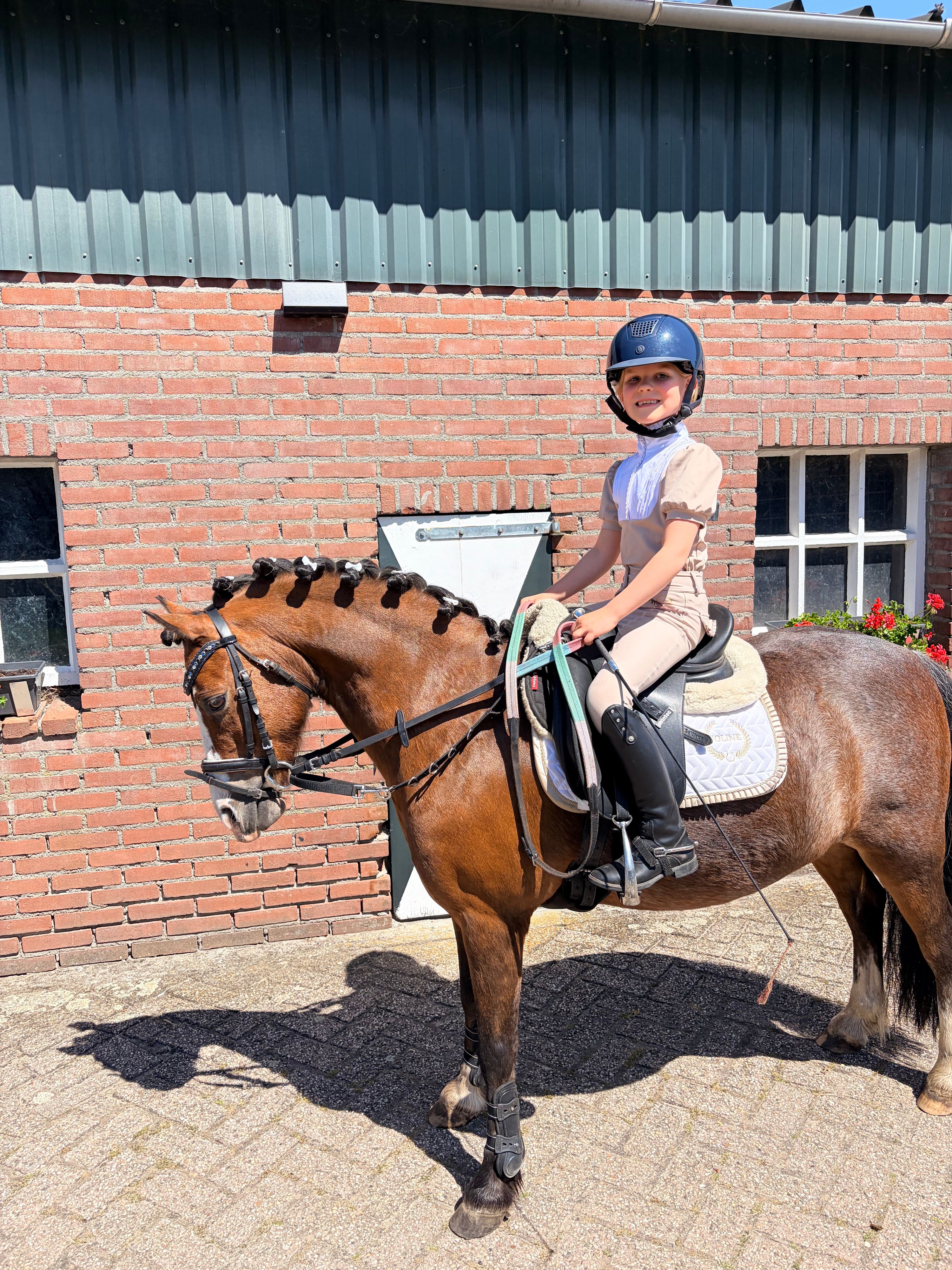 welsh allround-pony ruin 11 Jahre alt bruin zu verkaufen - Foto 4