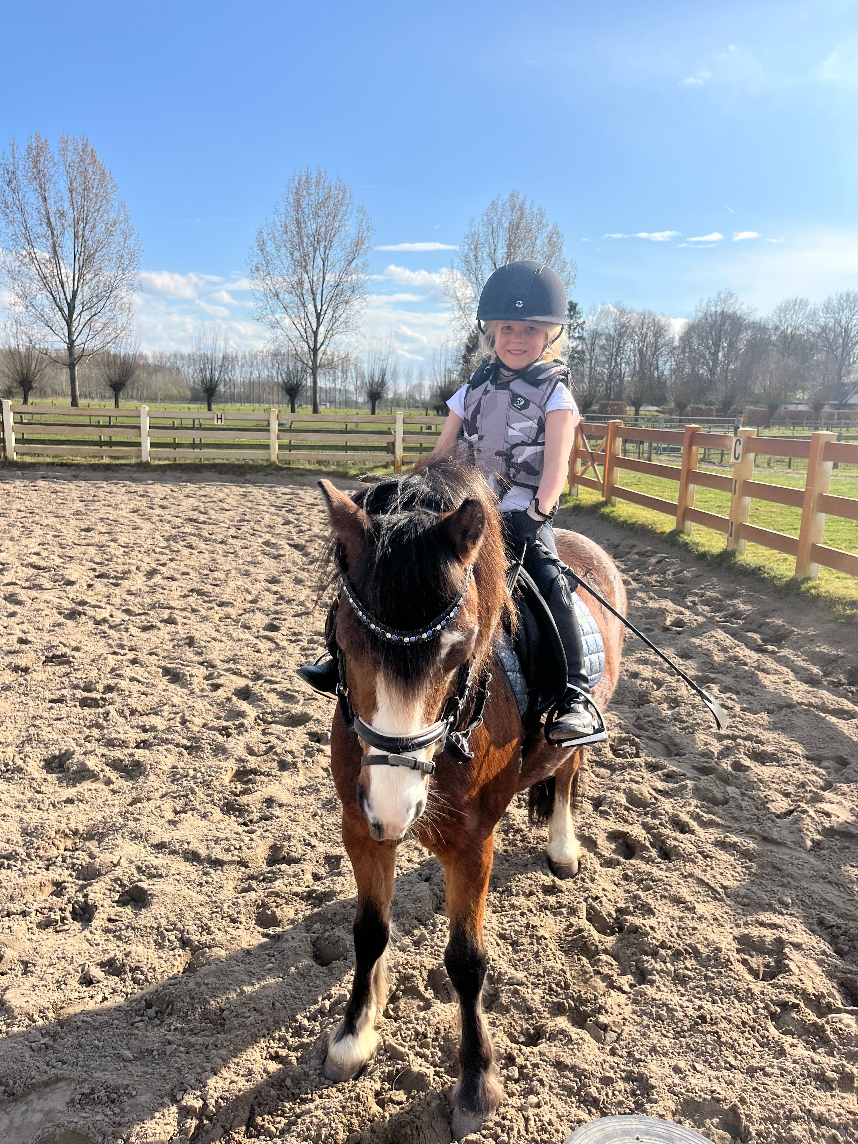 welsh allround-pony ruin 11 Jahre alt bruin zu verkaufen - Foto 5