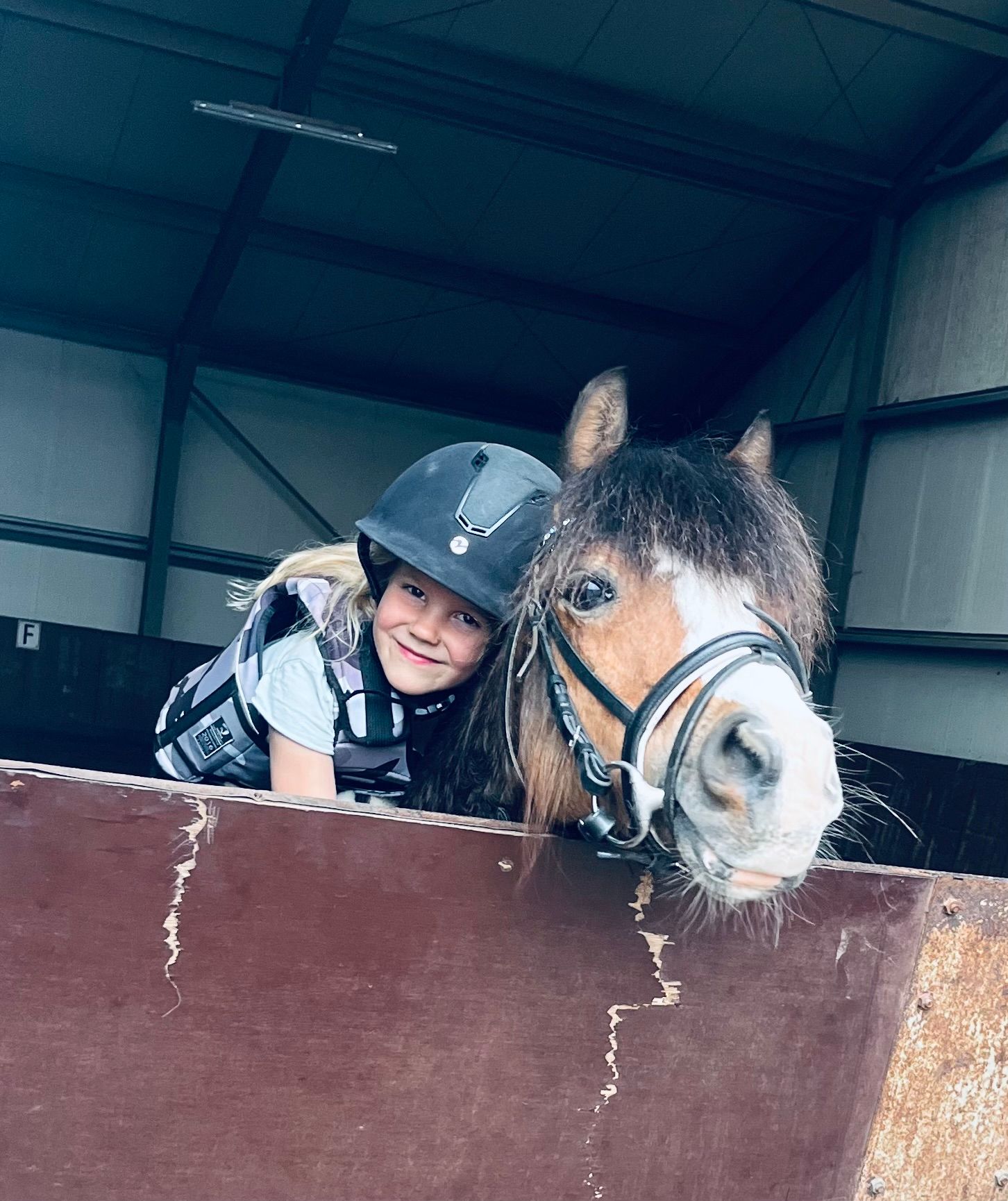 welsh allround-pony ruin 11 Jahre alt bruin zu verkaufen - Foto 2