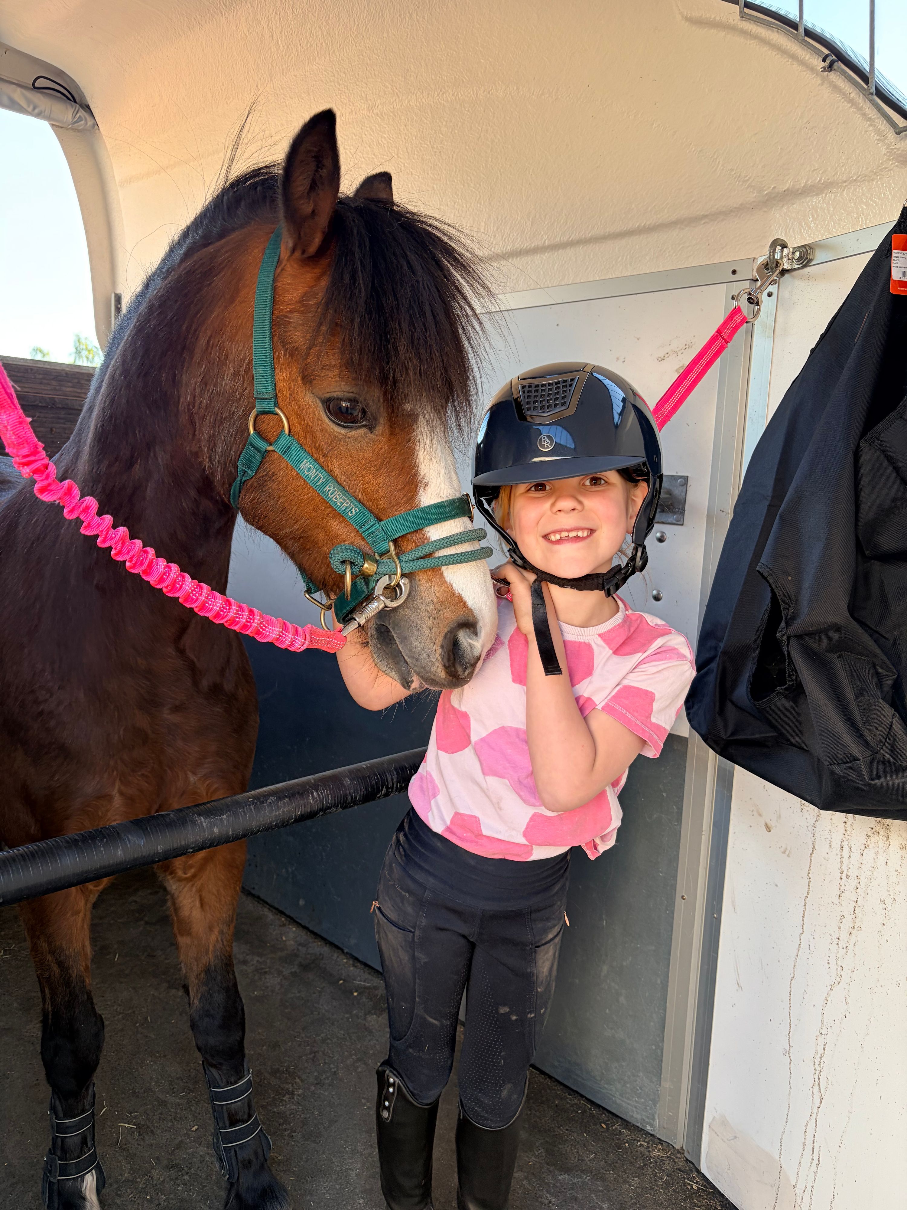 welsh allround-pony ruin 11 Jahre alt bruin zu verkaufen - Foto 6