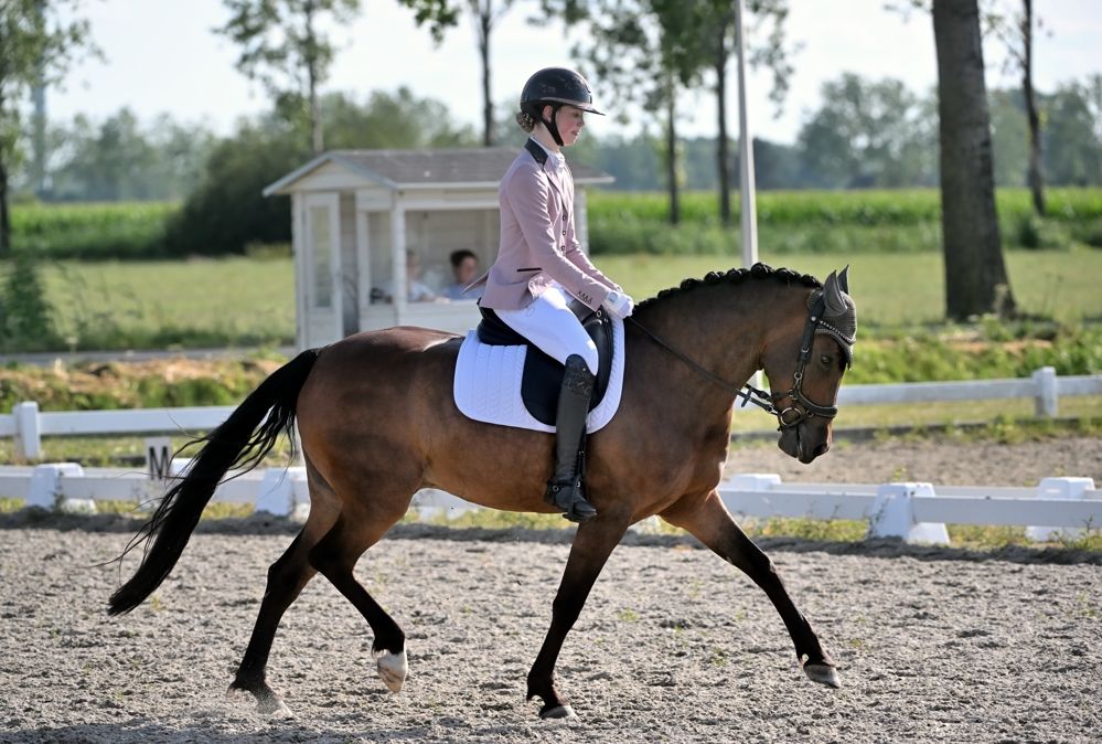 nrps allround-pony ruin 8 jaar bruin te koop - Foto 6